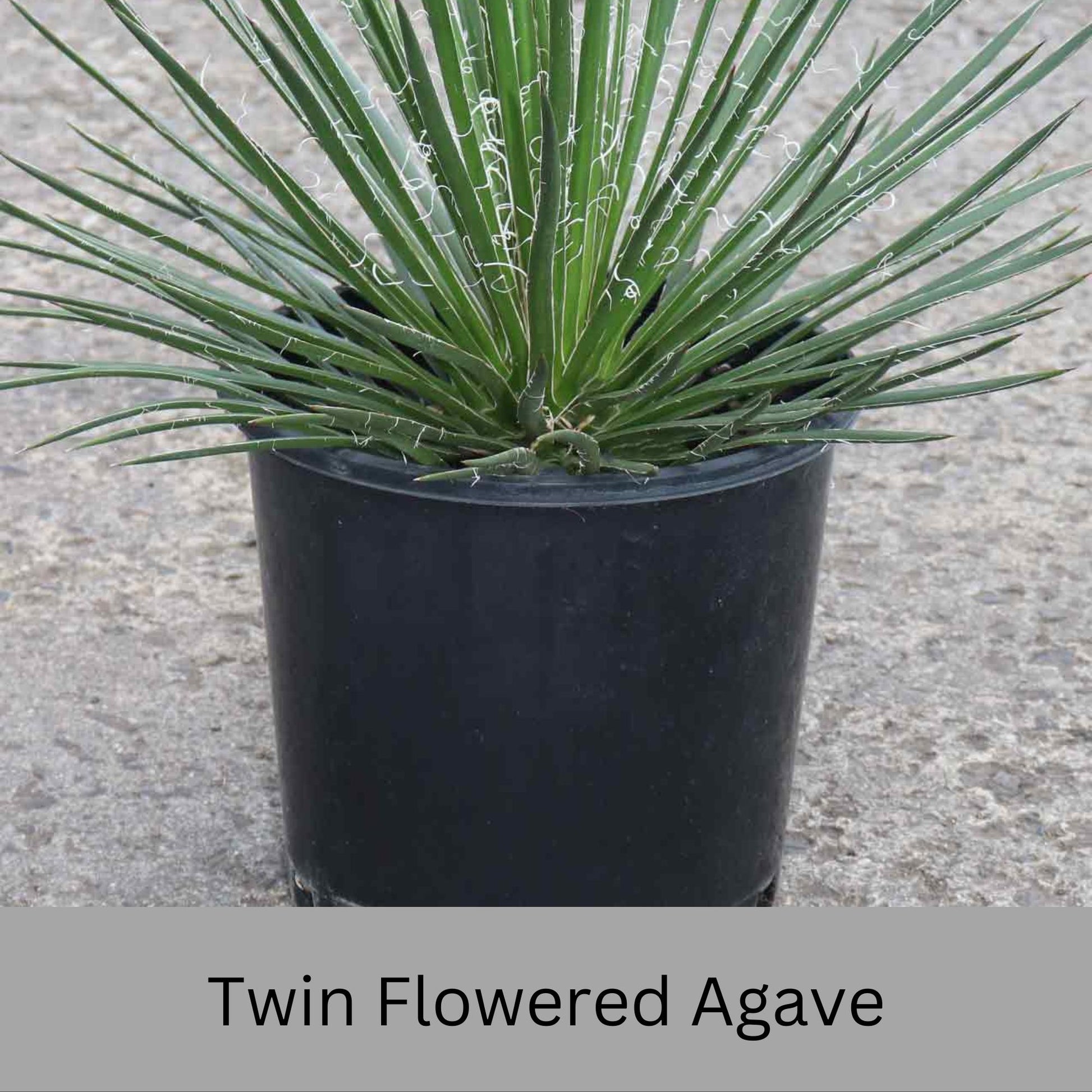 Twin Flowered Agave (Agave geminiflora) | 1 Quart Container | Drought-Tolerant, Low-Maintenance Succulent