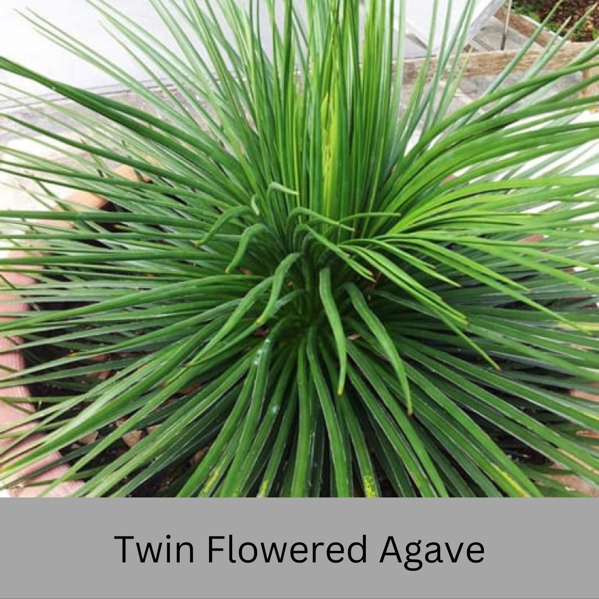 Twin Flowered Agave (Agave geminiflora) | 1 Quart Container | Drought-Tolerant, Low-Maintenance Succulent