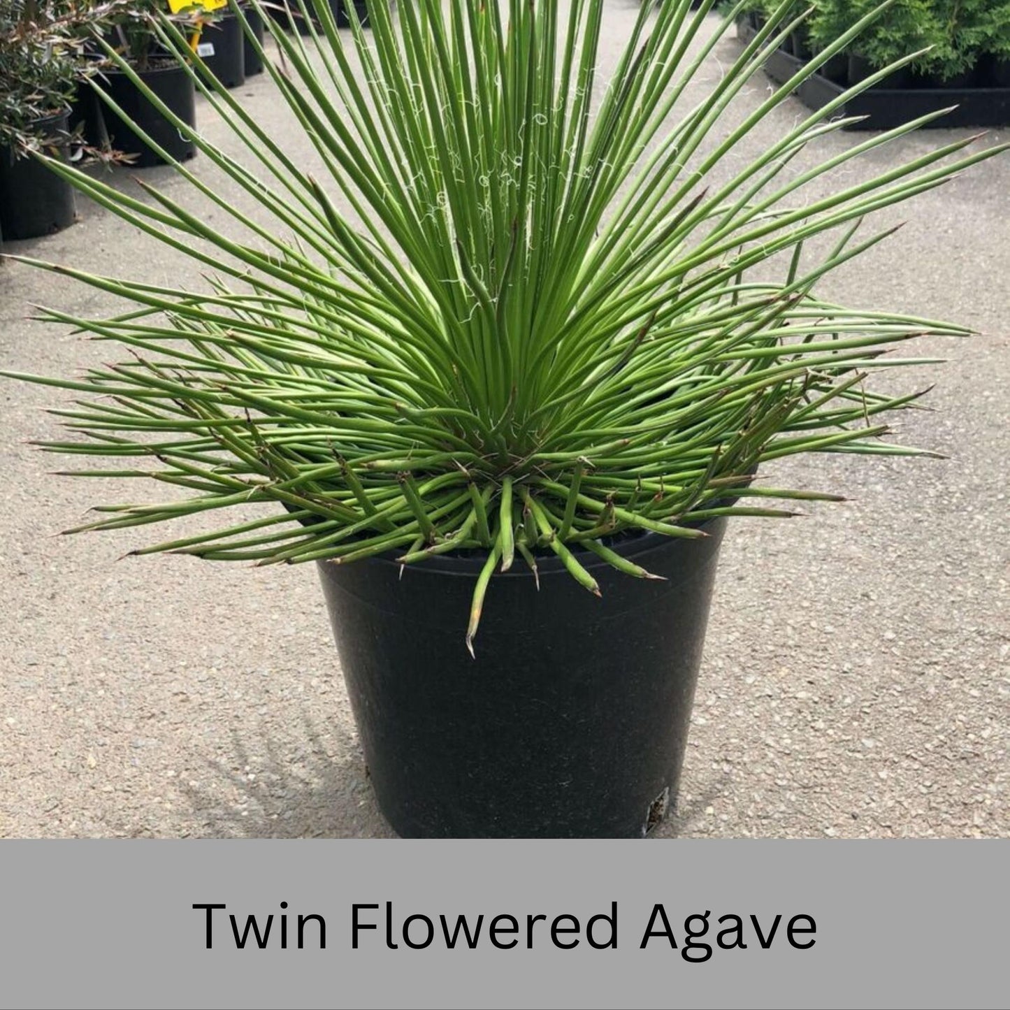 Twin Flowered Agave (Agave geminiflora) | 1 Quart Container | Drought-Tolerant, Low-Maintenance Succulent