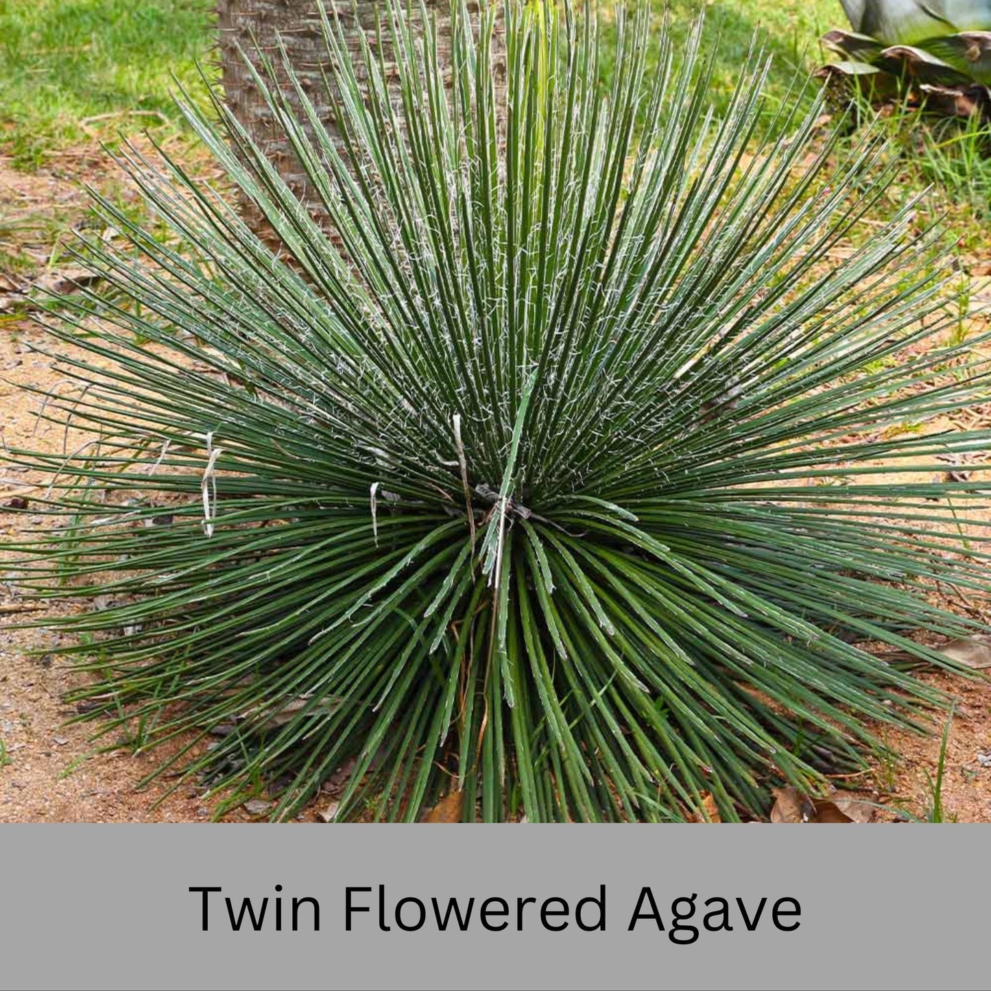 Twin Flowered Agave (Agave geminiflora) | 1 Quart Container | Drought-Tolerant, Low-Maintenance Succulent