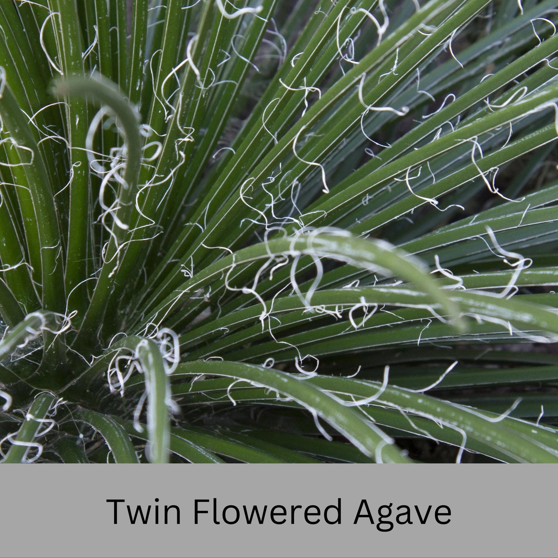 Twin Flowered Agave (Agave geminiflora) | 1 Quart Container | Drought-Tolerant, Low-Maintenance Succulent