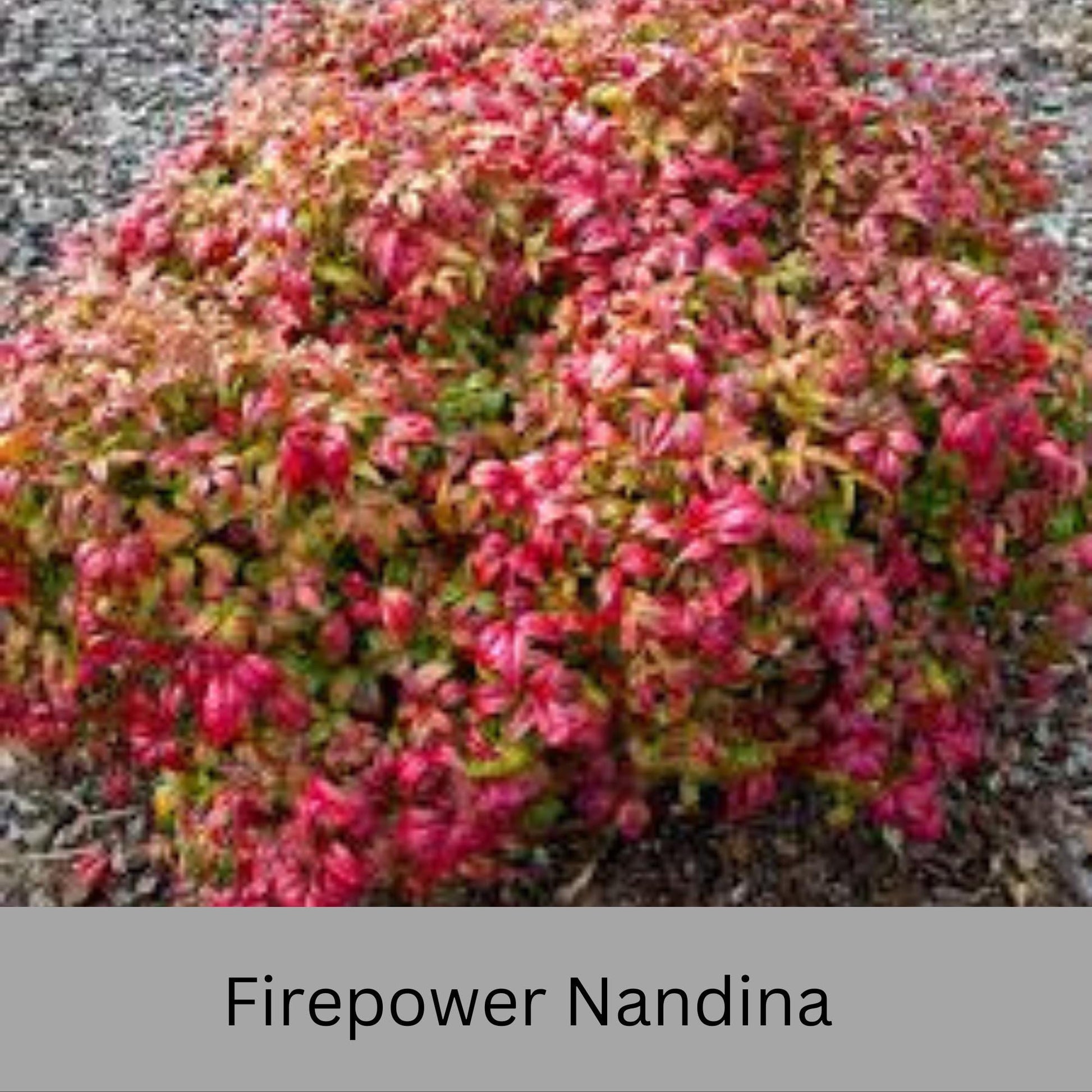 Firepower Nandina – Compact, Colorful Shrub with Year-Round Interest | Low-Maintenance Shrub with Red Foliage | Available in 1 Gallon sizes!