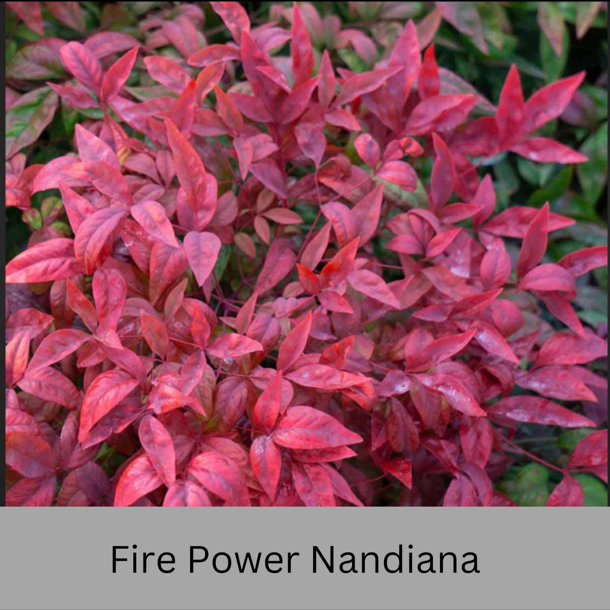 Firepower Nandina – Compact, Colorful Shrub with Year-Round Interest | Low-Maintenance Shrub with Red Foliage | Available in 1 Gallon sizes!