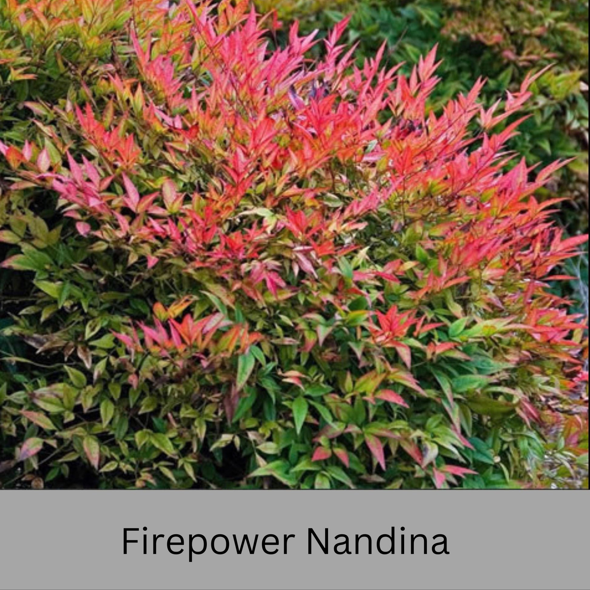 Firepower Nandina – Compact, Colorful Shrub with Year-Round Interest | Low-Maintenance Shrub with Red Foliage | Available in 1 Gallon sizes!