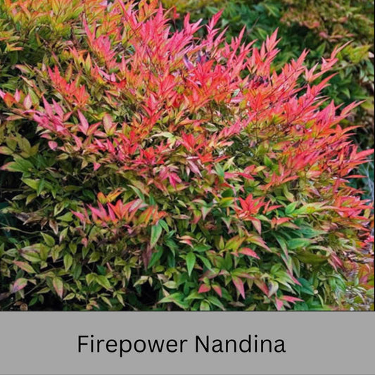 Firepower Nandina – Compact, Colorful Shrub with Year-Round Interest | Low-Maintenance Shrub with Red Foliage | Available in 1 Gallon sizes!