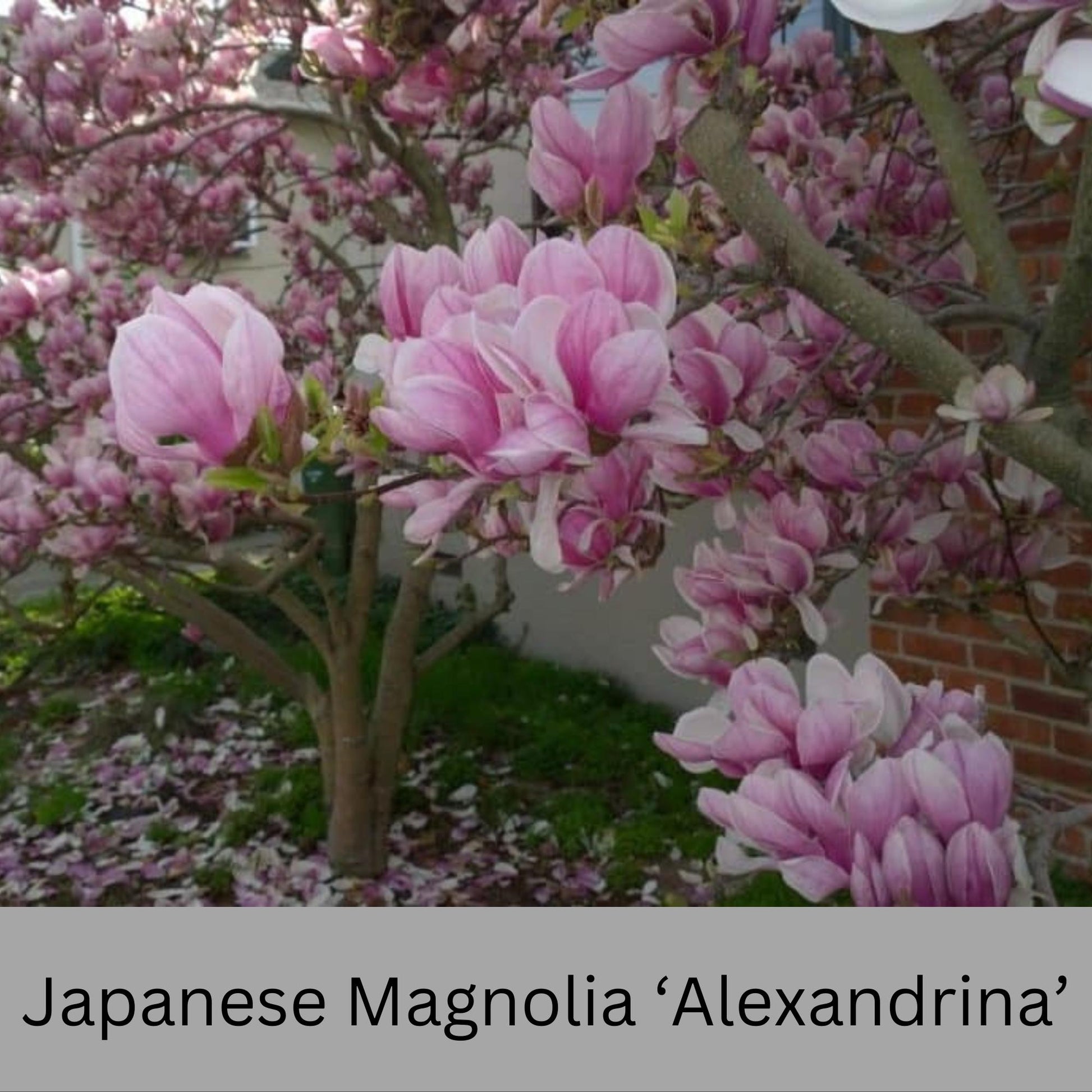 Japanese Magnolia ‘Alexandrina’ | Pink Flowers | 3 Gallon Plant Sizes | Great Shade Tree with Winter Pink and Purple Blooms!