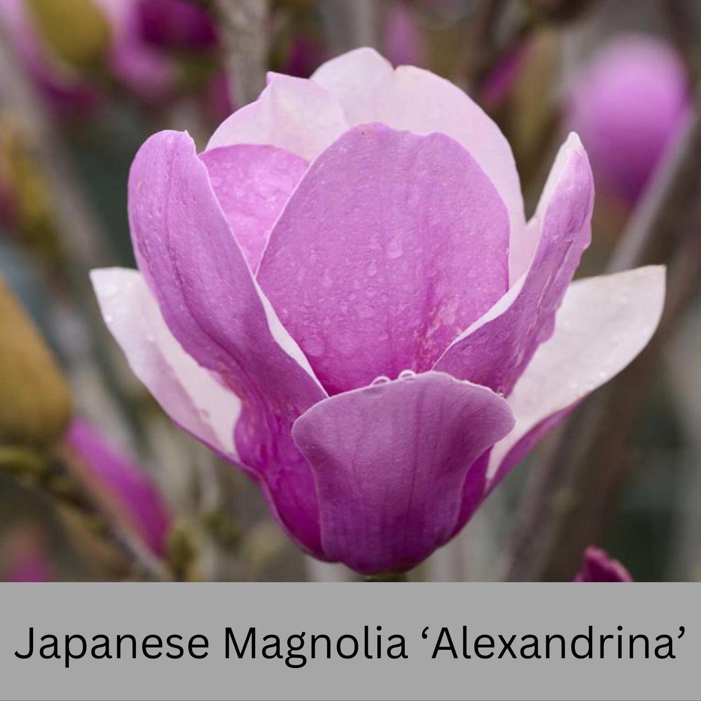 Japanese Magnolia ‘Alexandrina’ | Pink Flowers | 3 Gallon Plant Sizes | Great Shade Tree with Winter Pink and Purple Blooms!
