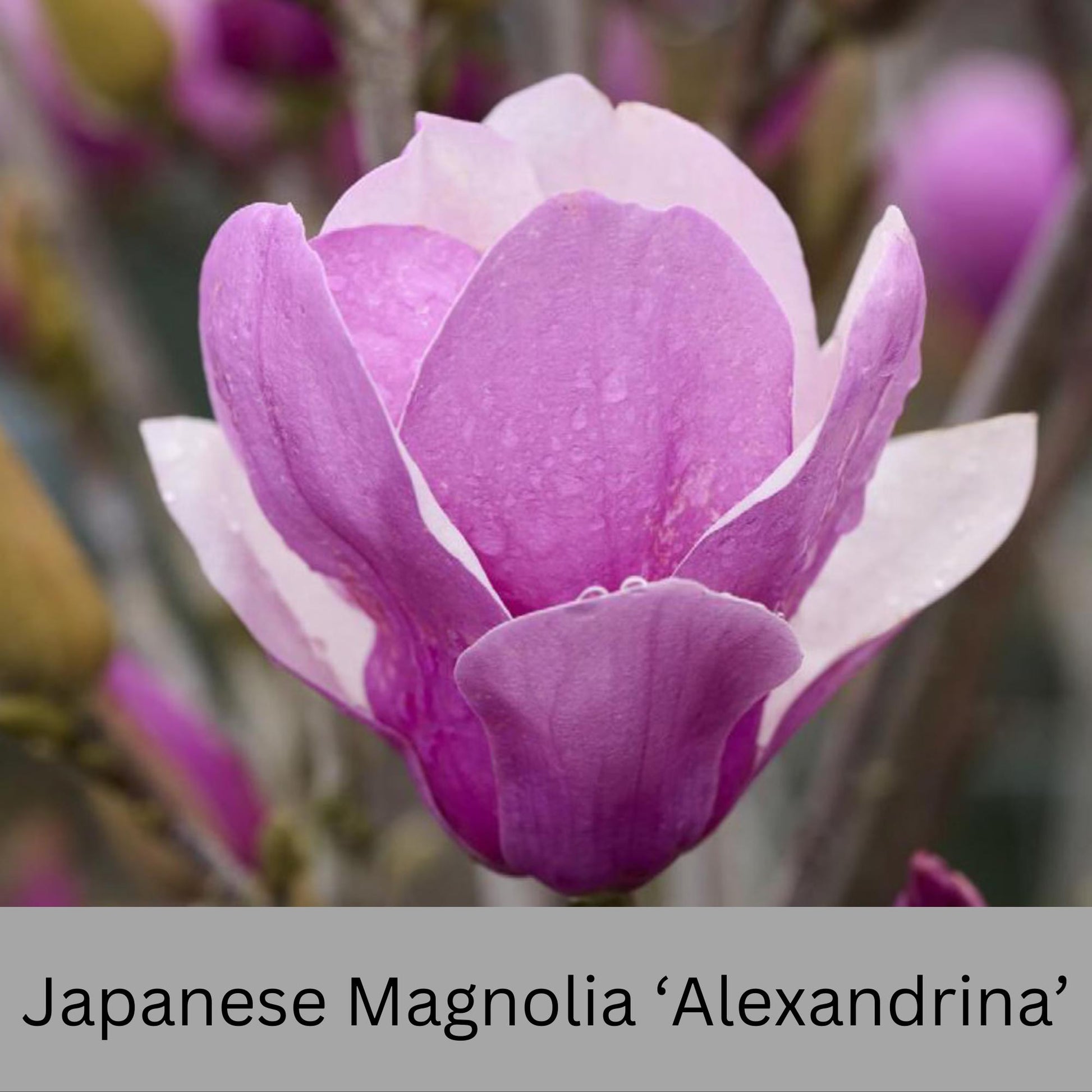 Japanese Magnolia ‘Alexandrina’ | Pink Flowers | 3 Gallon Plant Sizes | Great Shade Tree with Winter Pink and Purple Blooms!