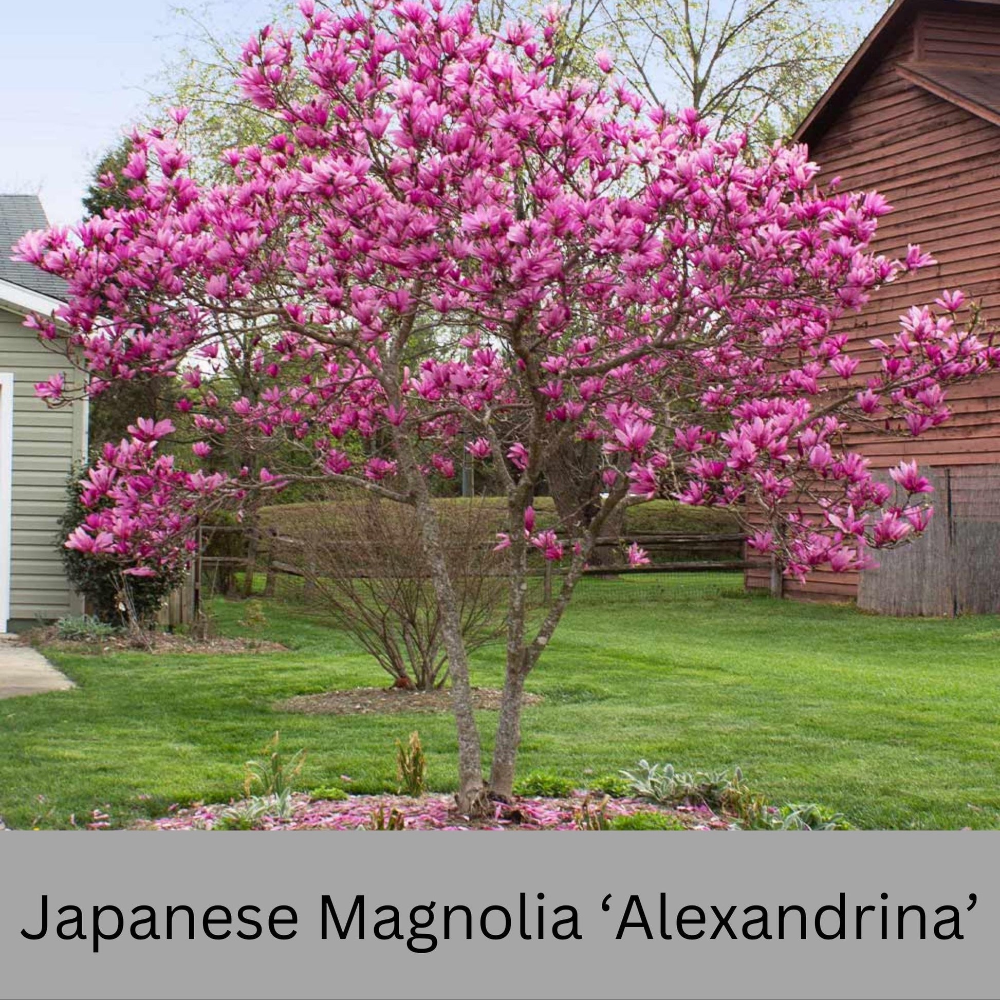 Japanese Magnolia ‘Alexandrina’ | Pink Flowers | 3 Gallon Plant Sizes | Great Shade Tree with Winter Pink and Purple Blooms!