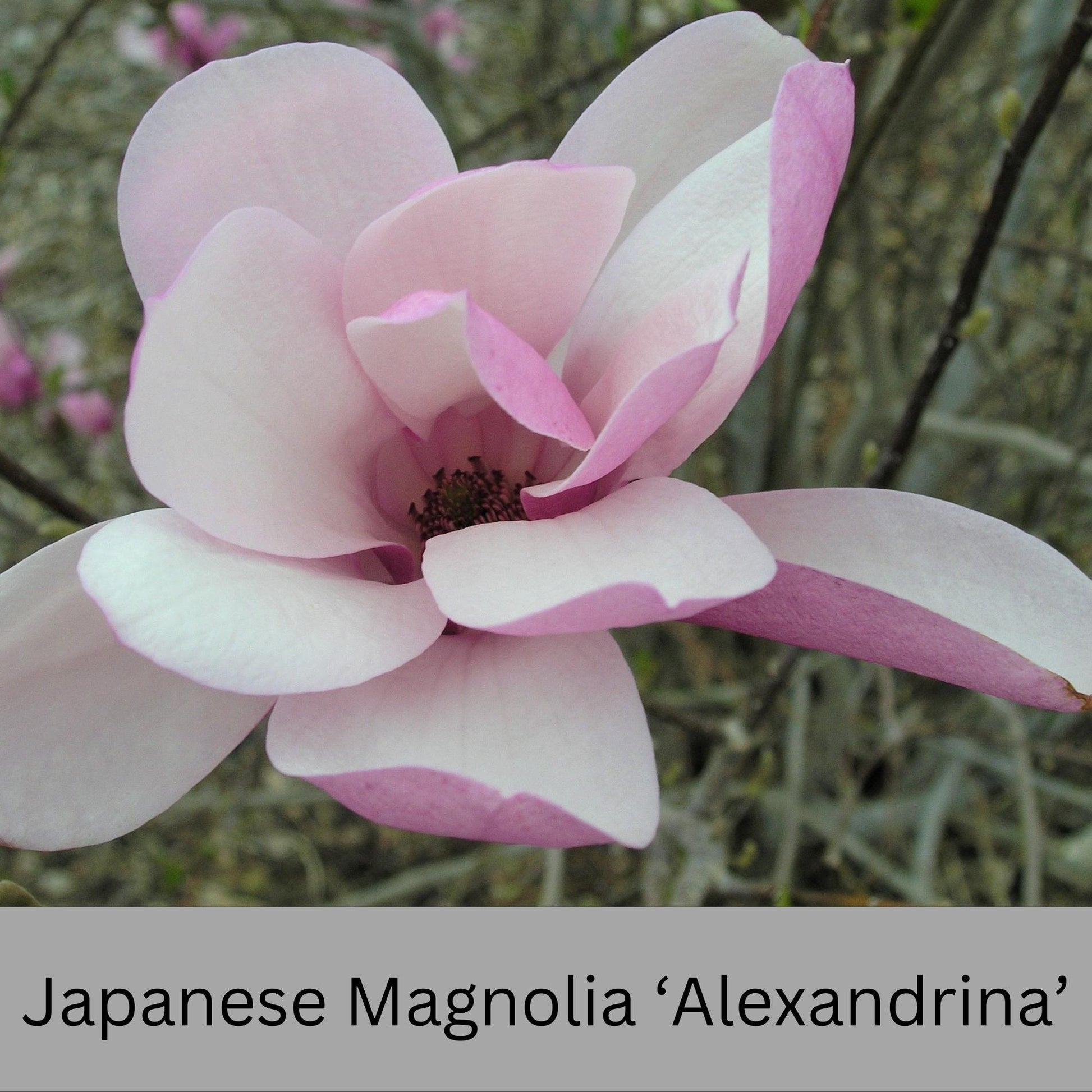 Japanese Magnolia ‘Alexandrina’ | Pink Flowers | 3 Gallon Plant Sizes | Great Shade Tree with Winter Pink and Purple Blooms!