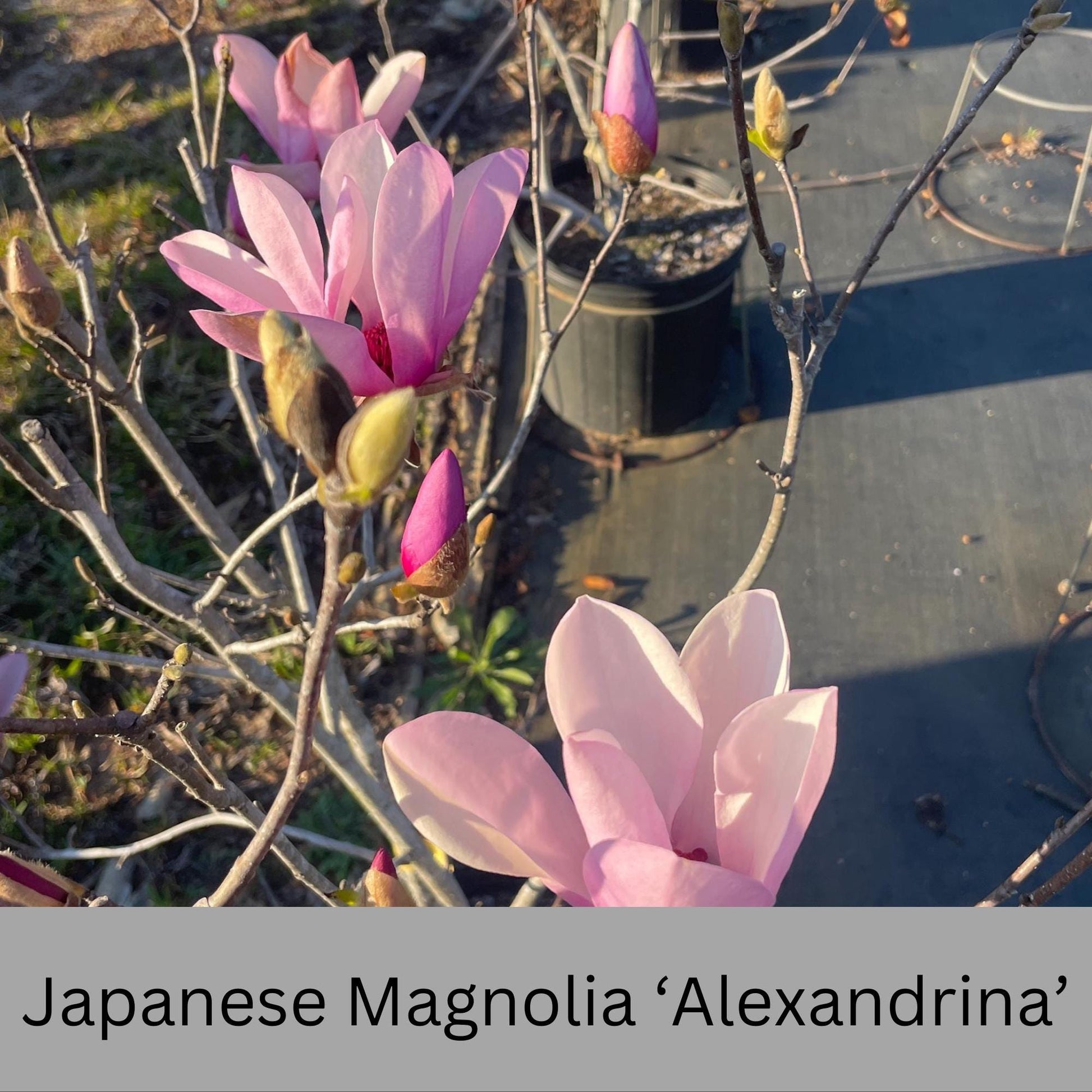 Japanese Magnolia ‘Alexandrina’ | Pink Flowers | 3 Gallon Plant Sizes | Great Shade Tree with Winter Pink and Purple Blooms!