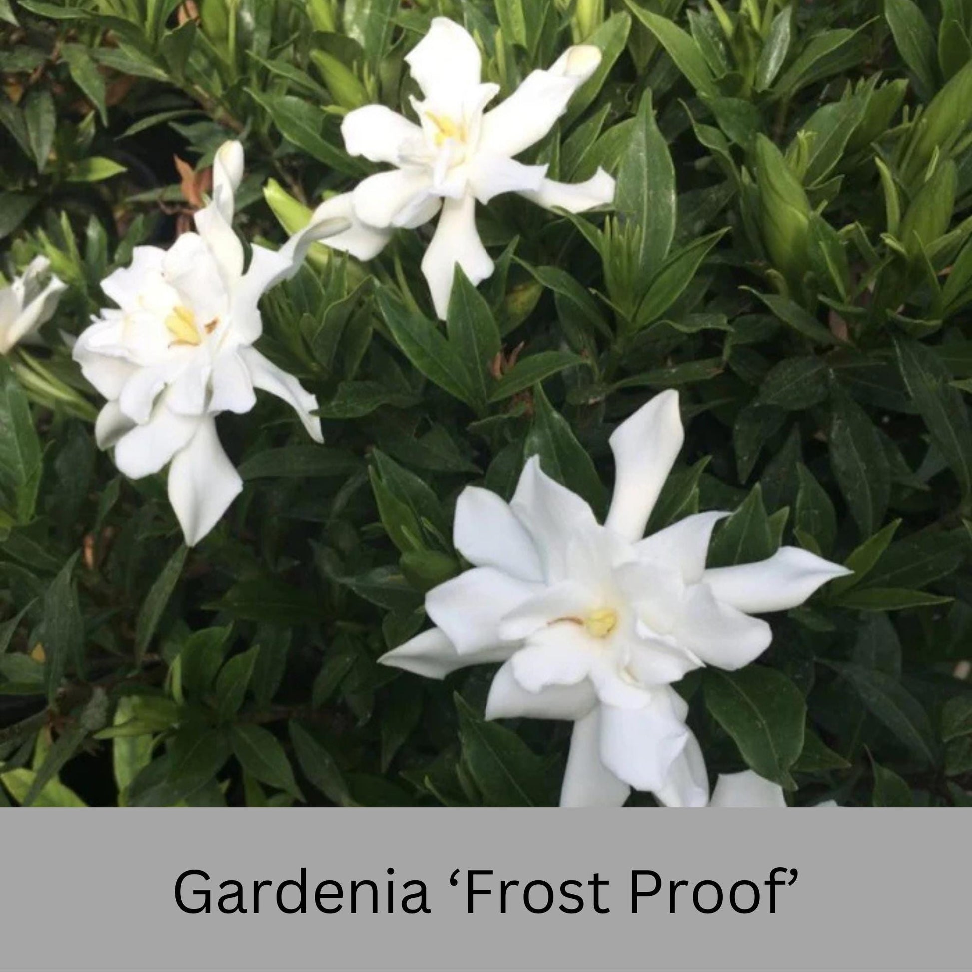 Frost Proof Gardenia – Cold Hardy, Fragrant Blooms, Live Plant available in Quart Sizes and volume discounts!