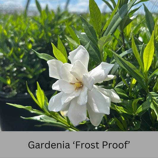 Frost Proof Gardenia – Cold Hardy, Fragrant Blooms, Live Plant available in Quart Sizes and volume discounts!