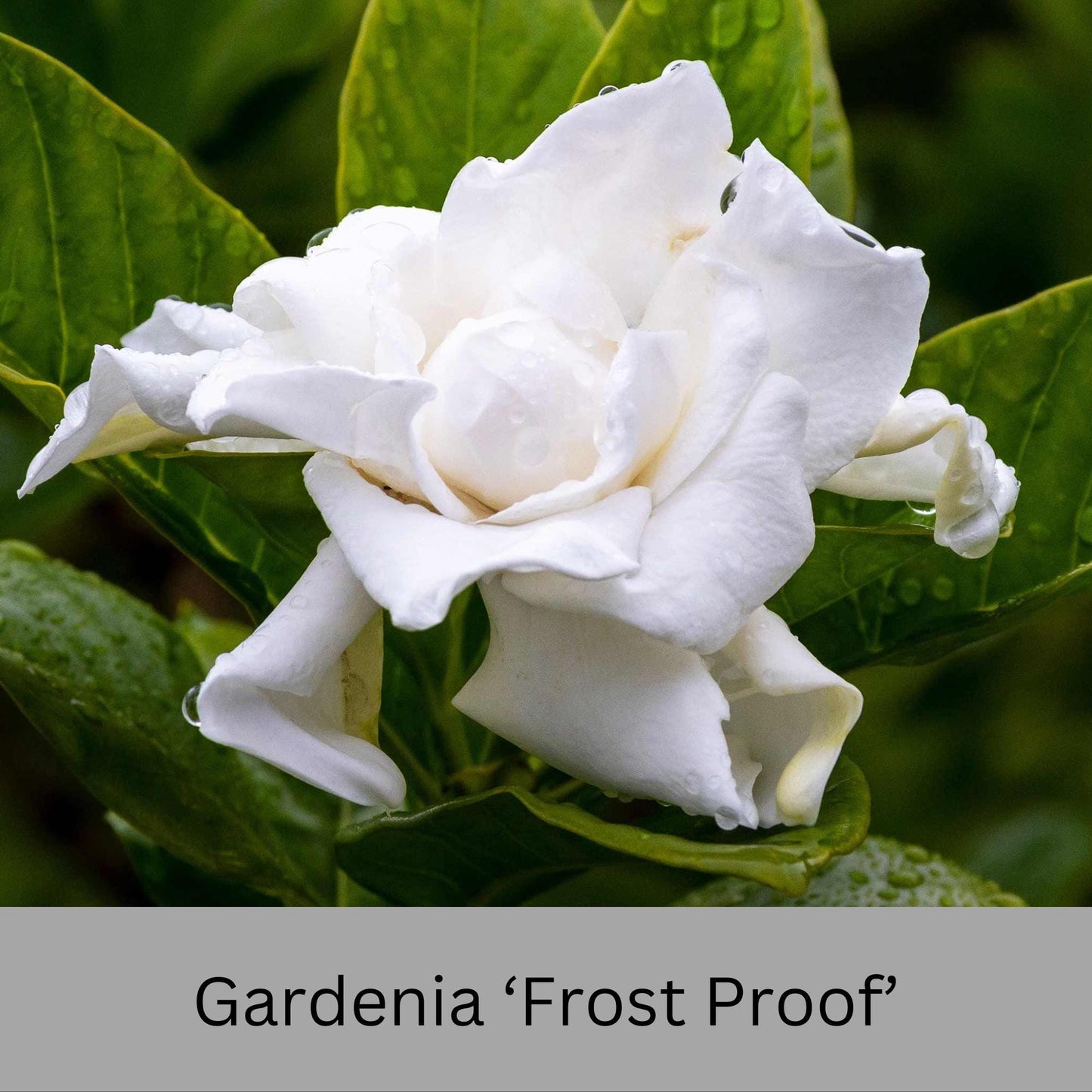 Frost Proof Gardenia – Cold Hardy, Fragrant Blooms, Live Plant available in Quart Sizes and volume discounts!