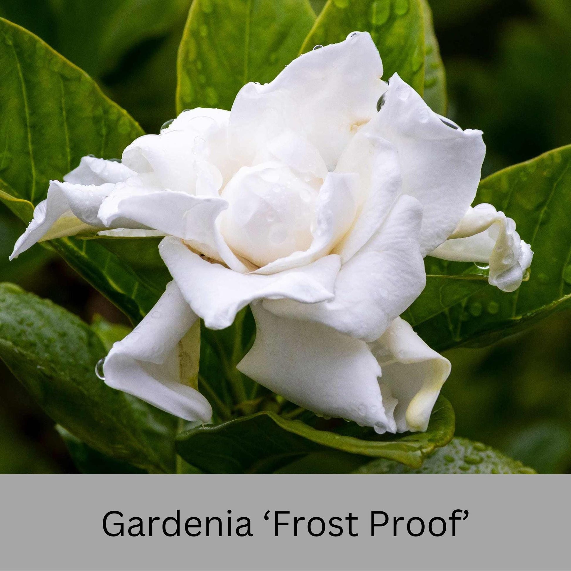 Frost Proof Gardenia – Cold Hardy, Fragrant Blooms, Live Plant available in Quart Sizes and volume discounts!