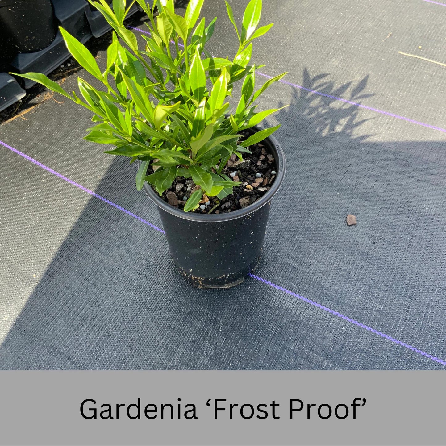 Frost Proof Gardenia – Cold Hardy, Fragrant Blooms, Live Plant available in Quart Sizes and volume discounts!