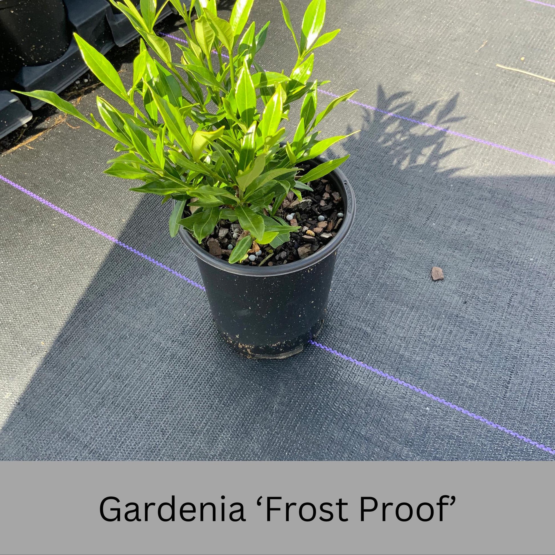 Frost Proof Gardenia – Cold Hardy, Fragrant Blooms, Live Plant available in Quart Sizes and volume discounts!