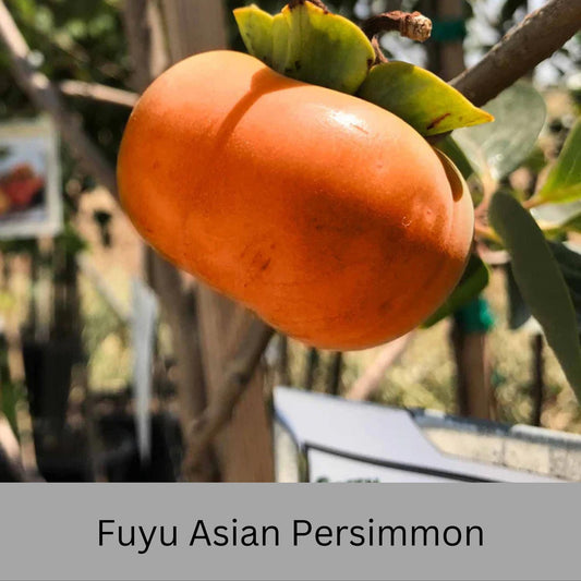 FUYU PERSIMMON | Free Shipping on all Grafted persimmon | Asian Fruit tree that is self pollinating, dried fruits, Buy 4 to a box and SAVE!!