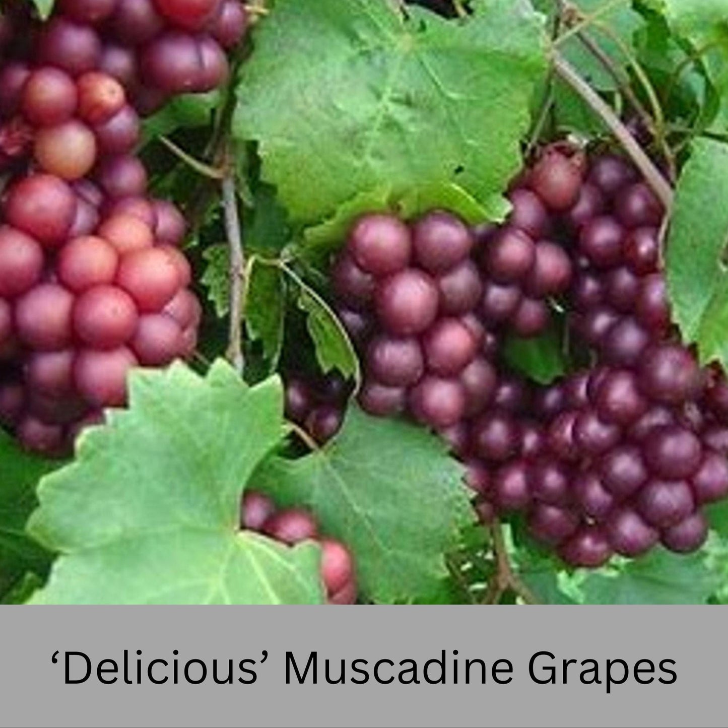 Muscadine Grapes - Available in 5 Varieties! | Quart Size Containers | Edible Fruit | Volume Discounts to "Fill the Box" and SAVE!