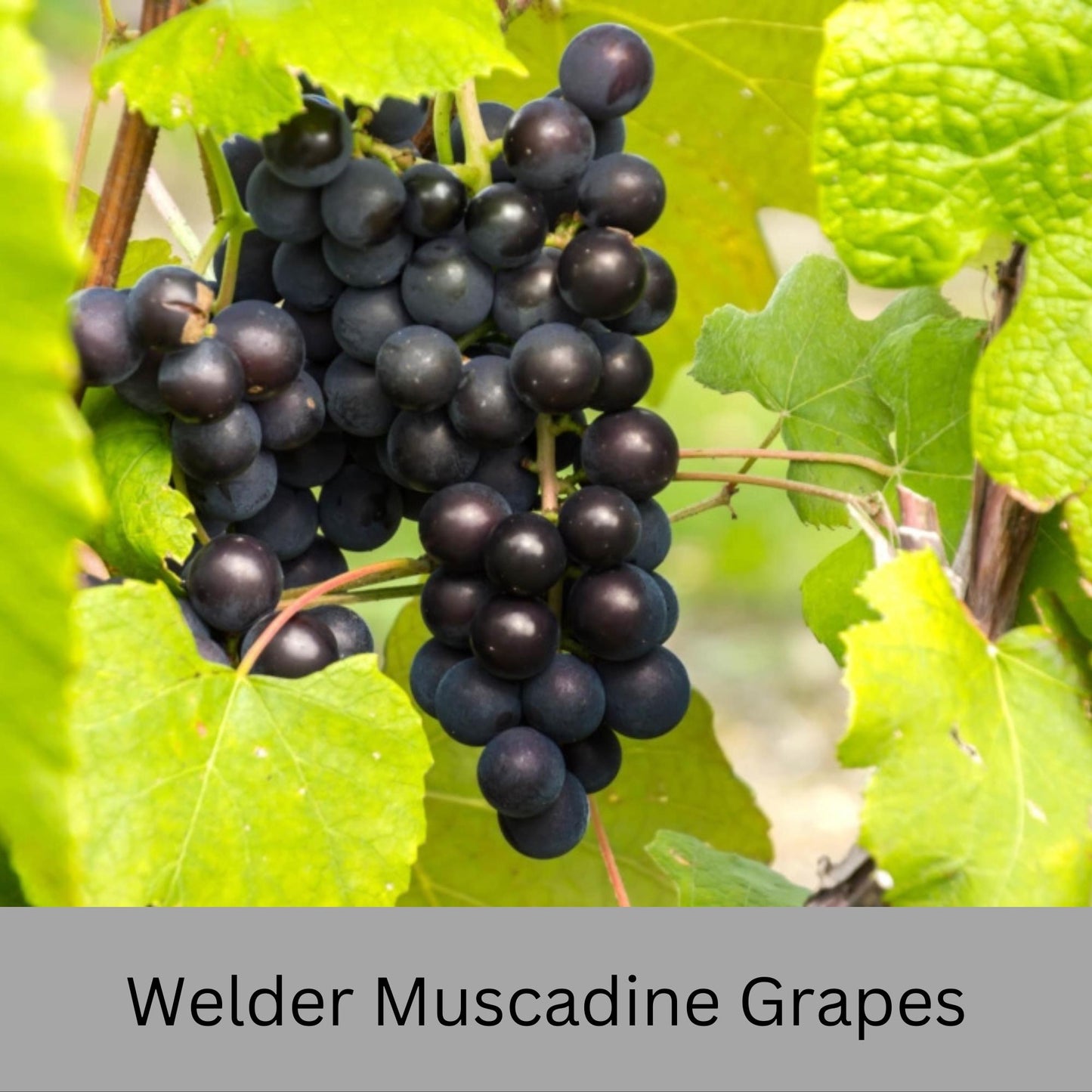 Muscadine Grapes - Available in 5 Varieties! | Quart Size Containers | Edible Fruit | Volume Discounts to "Fill the Box" and SAVE!