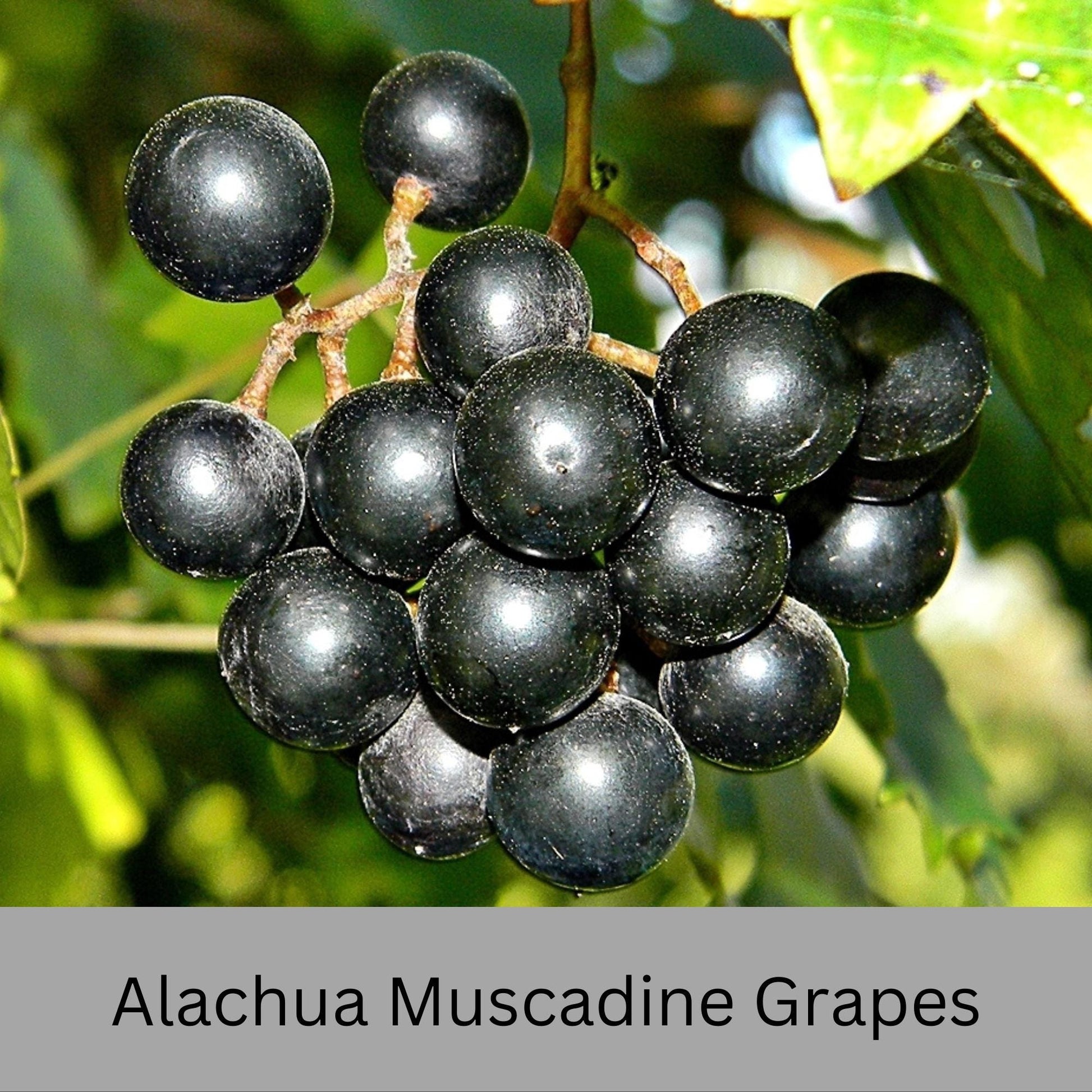Muscadine Grapes - Available in 5 Varieties! | Quart Size Containers | Edible Fruit | Volume Discounts to "Fill the Box" and SAVE!