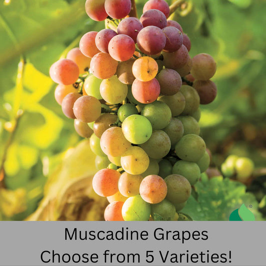 Muscadine Grapes - Available in 5 Varieties! | Quart Size Containers | Edible Fruit | Volume Discounts to "Fill the Box" and SAVE!