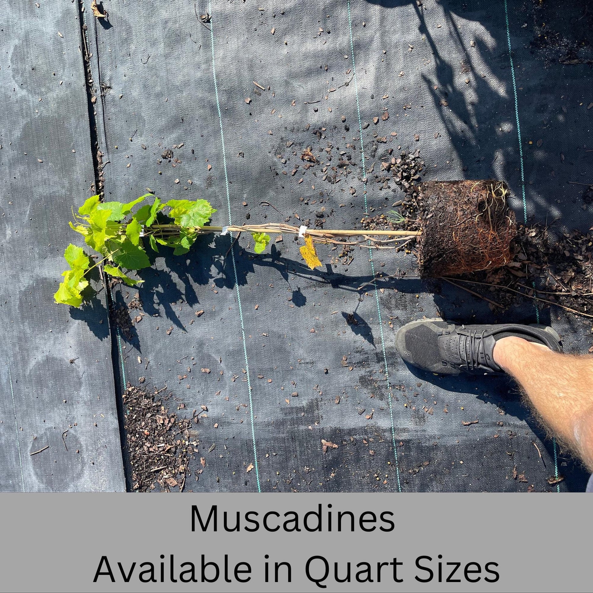 Muscadine Grapes - Available in 5 Varieties! | Quart Size Containers | Edible Fruit | Volume Discounts to "Fill the Box" and SAVE!