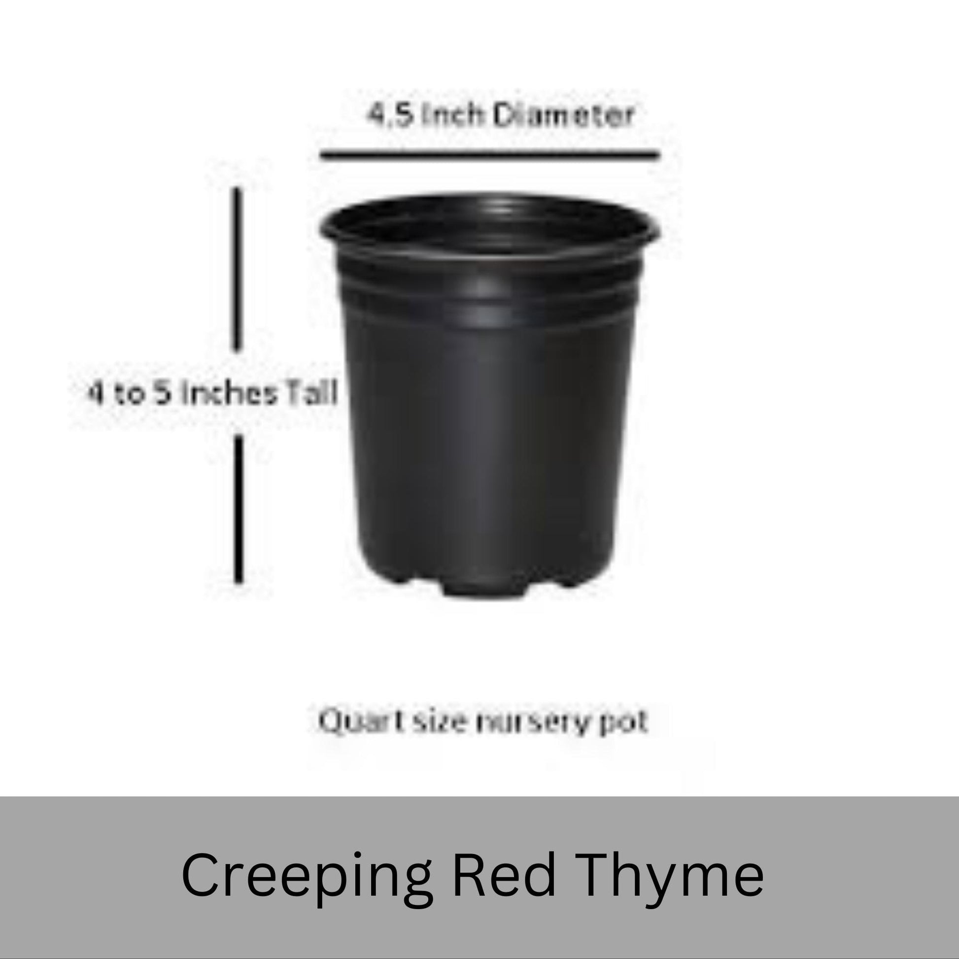 Creeping Red Thyme – Live Plant | Fragrant Ground Cover & Pollinator-Friendly | Perennial | 2 Sizes to Choose | Fast Growing Ground Cover