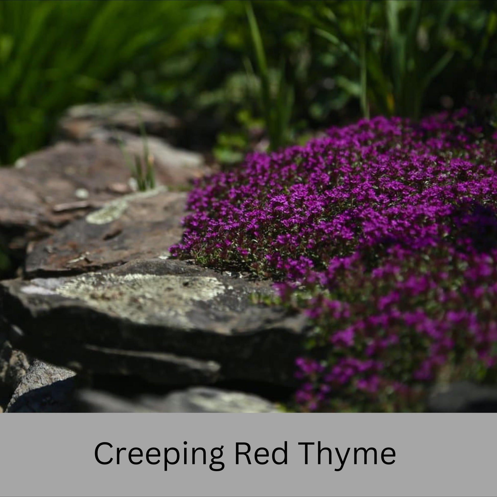 Creeping Red Thyme – Live Plant | Fragrant Ground Cover & Pollinator-Friendly | Perennial | 2 Sizes to Choose | Fast Growing Ground Cover