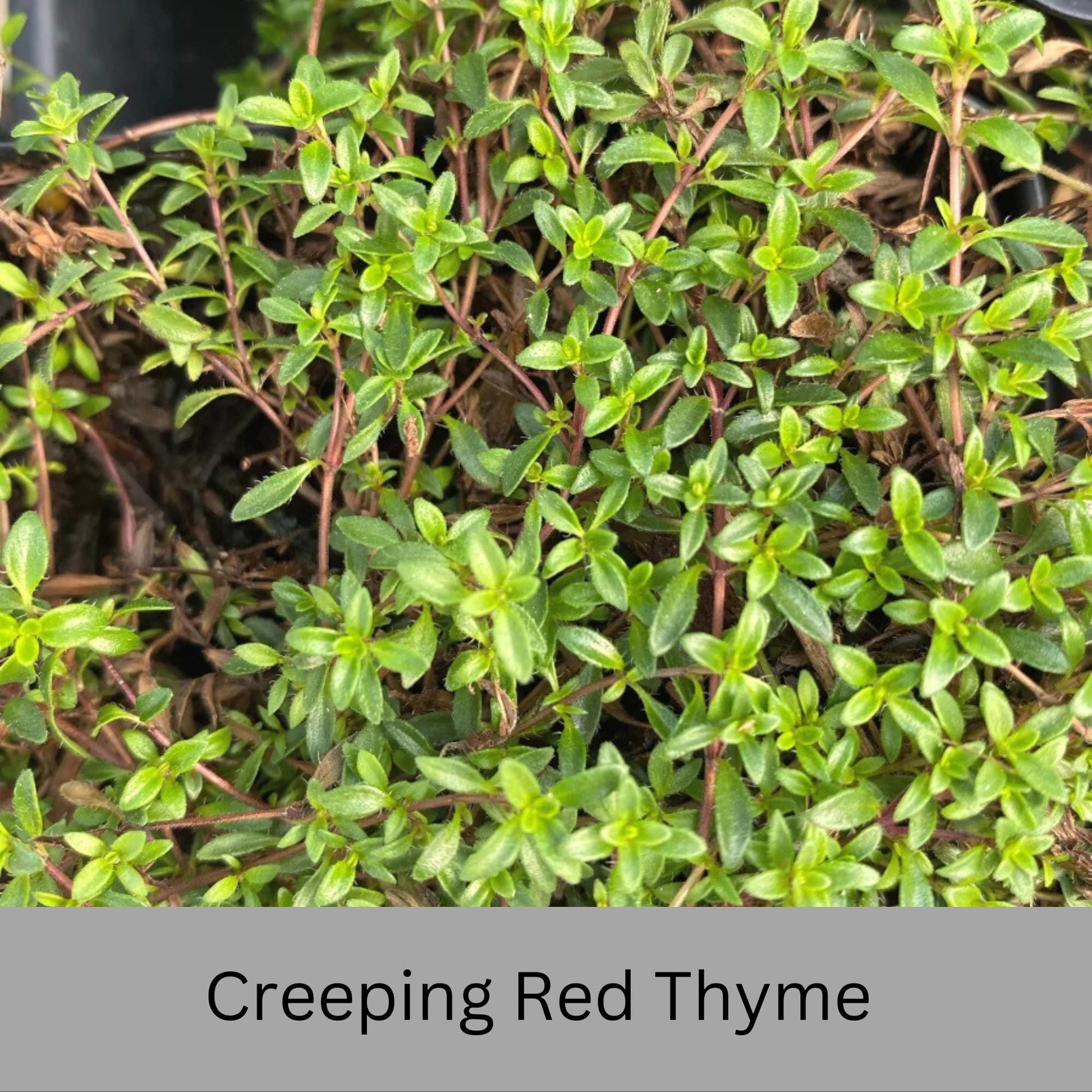 Creeping Red Thyme – Live Plant | Fragrant Ground Cover & Pollinator-Friendly | Perennial | 2 Sizes to Choose | Fast Growing Ground Cover