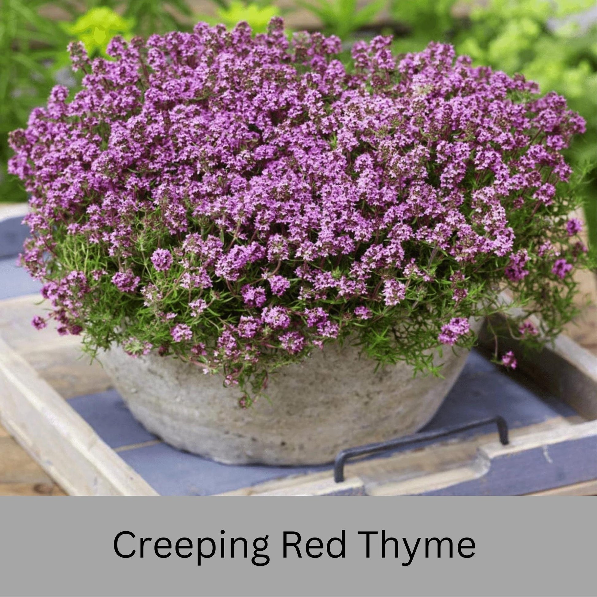 Creeping Red Thyme – Live Plant | Fragrant Ground Cover & Pollinator-Friendly | Perennial | 2 Sizes to Choose | Fast Growing Ground Cover
