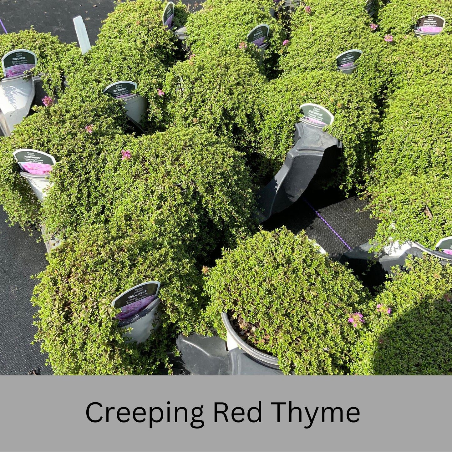 Creeping Red Thyme – Live Plant | Fragrant Ground Cover & Pollinator-Friendly | Perennial | 2 Sizes to Choose | Fast Growing Ground Cover