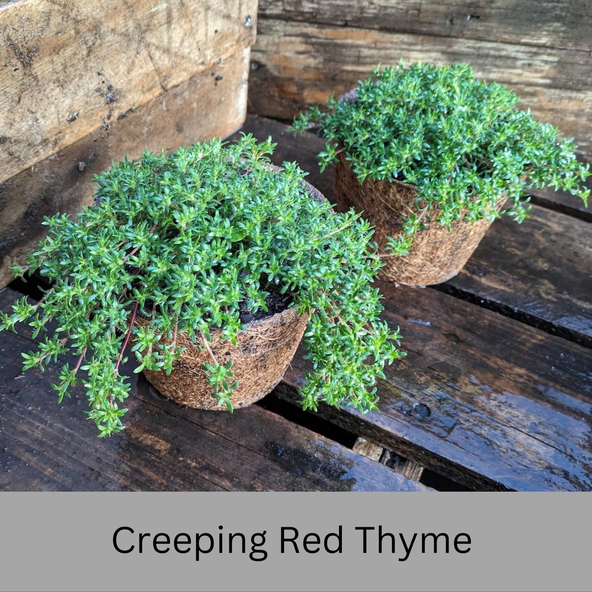 Creeping Red Thyme – Live Plant | Fragrant Ground Cover & Pollinator-Friendly | Perennial | 2 Sizes to Choose | Fast Growing Ground Cover