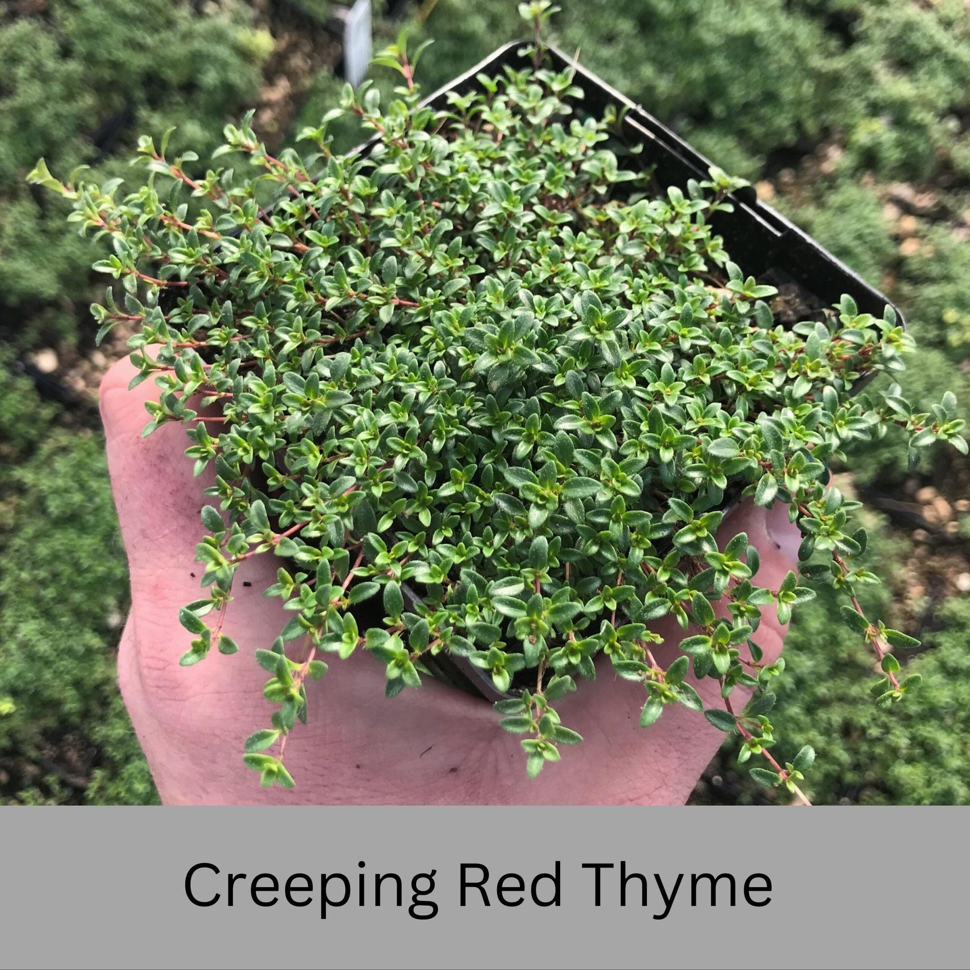 Creeping Red Thyme – Live Plant | Fragrant Ground Cover & Pollinator-Friendly | Perennial | 2 Sizes to Choose | Fast Growing Ground Cover