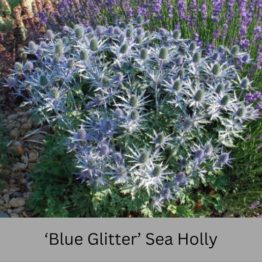 Blue Glitter Sea Holly (Eryngium) – 1 Quart Container – Drought-Tolerant, Pollinator-Friendly Perennial