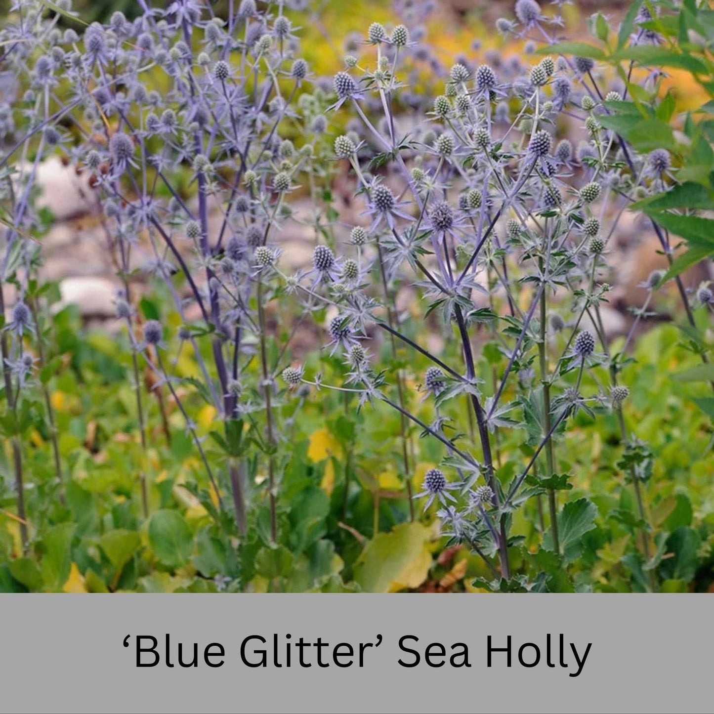 Blue Glitter Sea Holly (Eryngium) – 1 Quart Container – Drought-Tolerant, Pollinator-Friendly Perennial