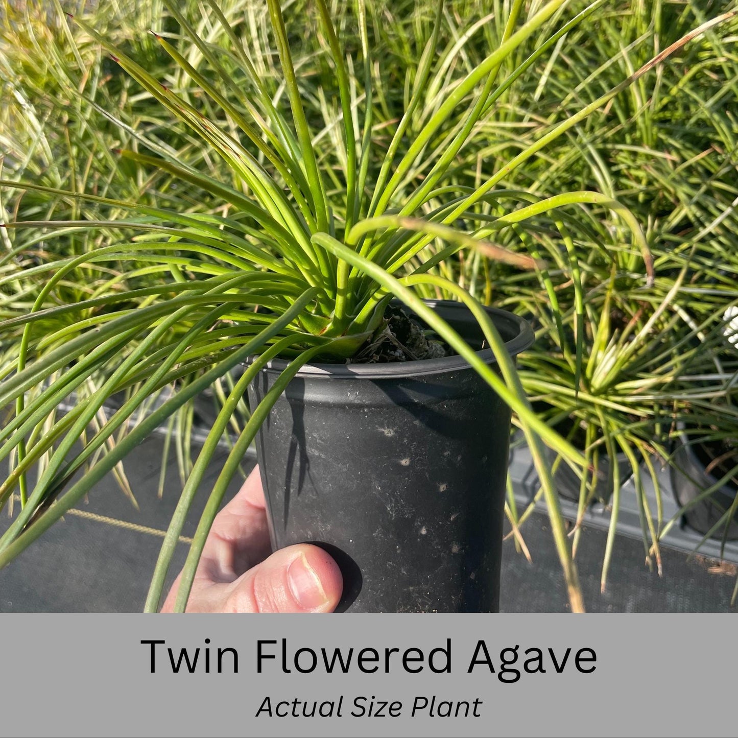 Twin Flowered Agave (Agave geminiflora) | 1 Quart Container | Drought-Tolerant, Low-Maintenance Succulent