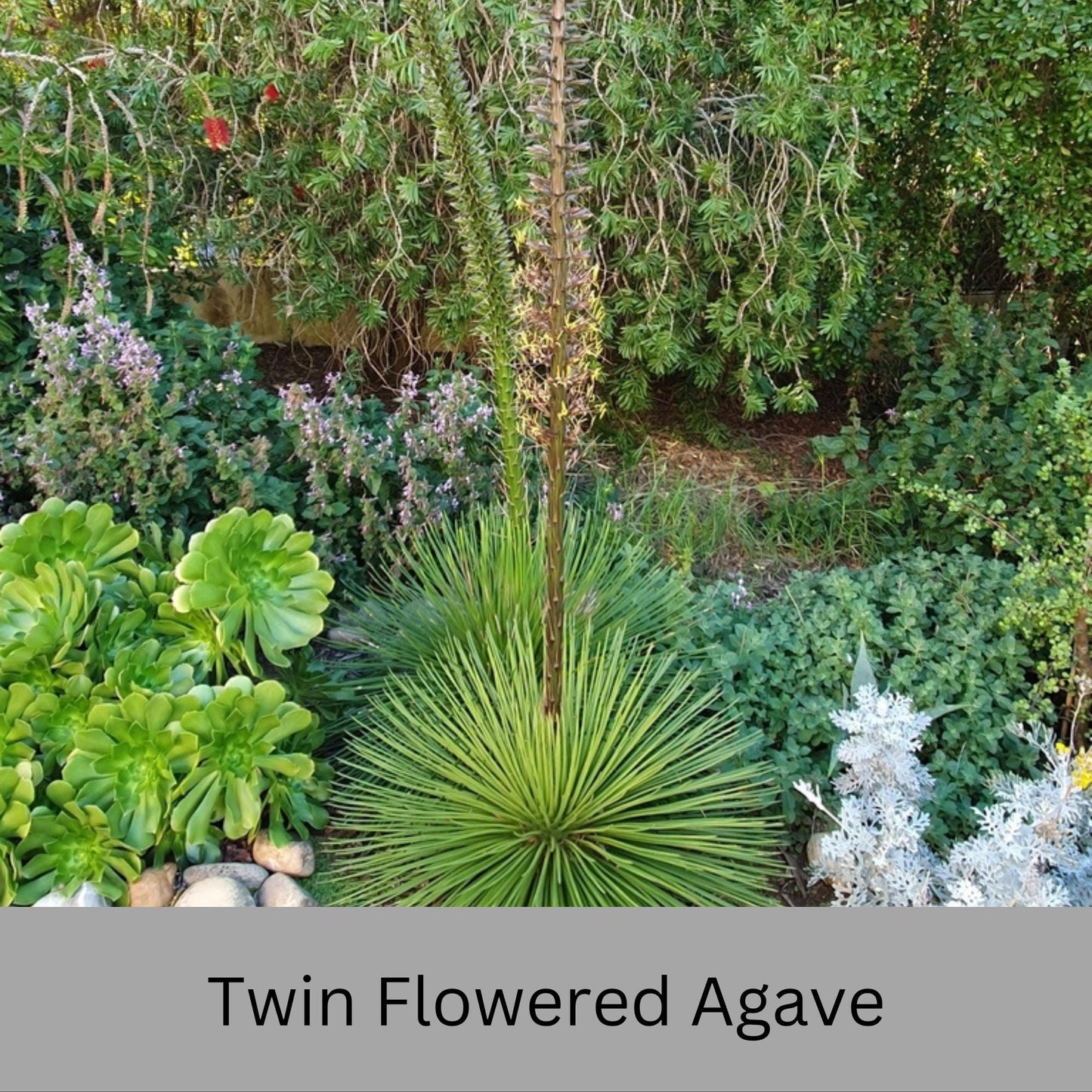 Twin Flowered Agave (Agave geminiflora) | 1 Quart Container | Drought-Tolerant, Low-Maintenance Succulent