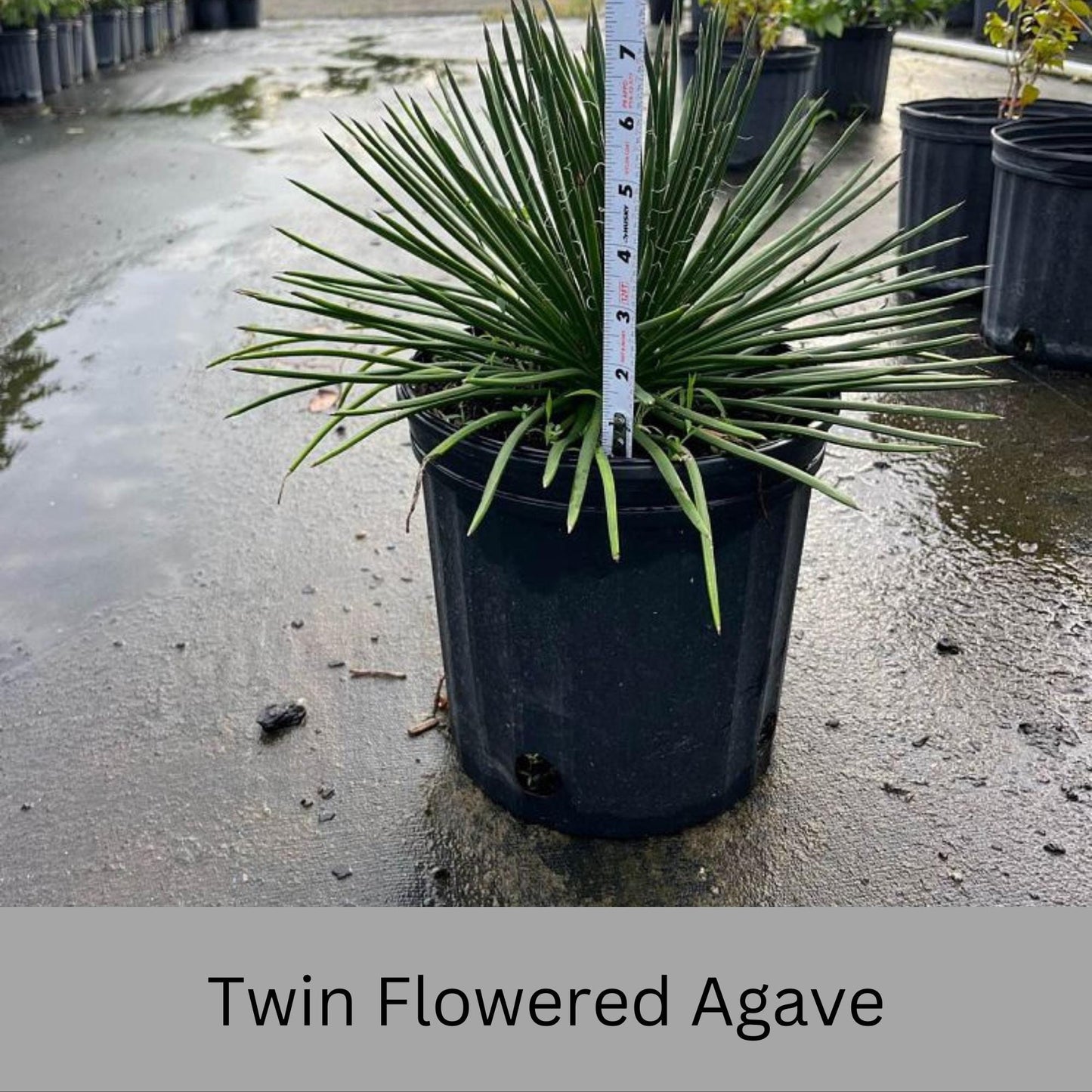 Twin Flowered Agave (Agave geminiflora) | 1 Quart Container | Drought-Tolerant, Low-Maintenance Succulent