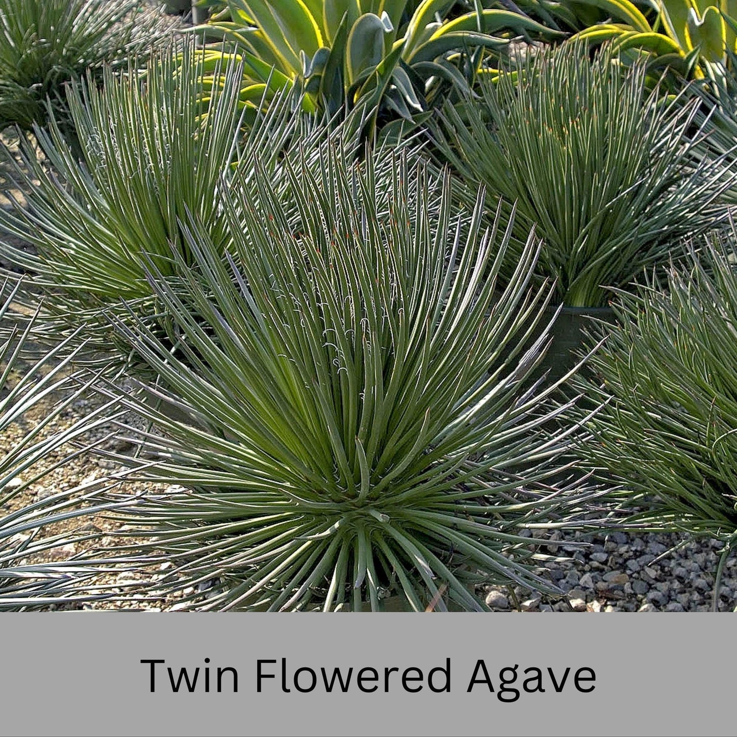Twin Flowered Agave (Agave geminiflora) | 1 Quart Container | Drought-Tolerant, Low-Maintenance Succulent