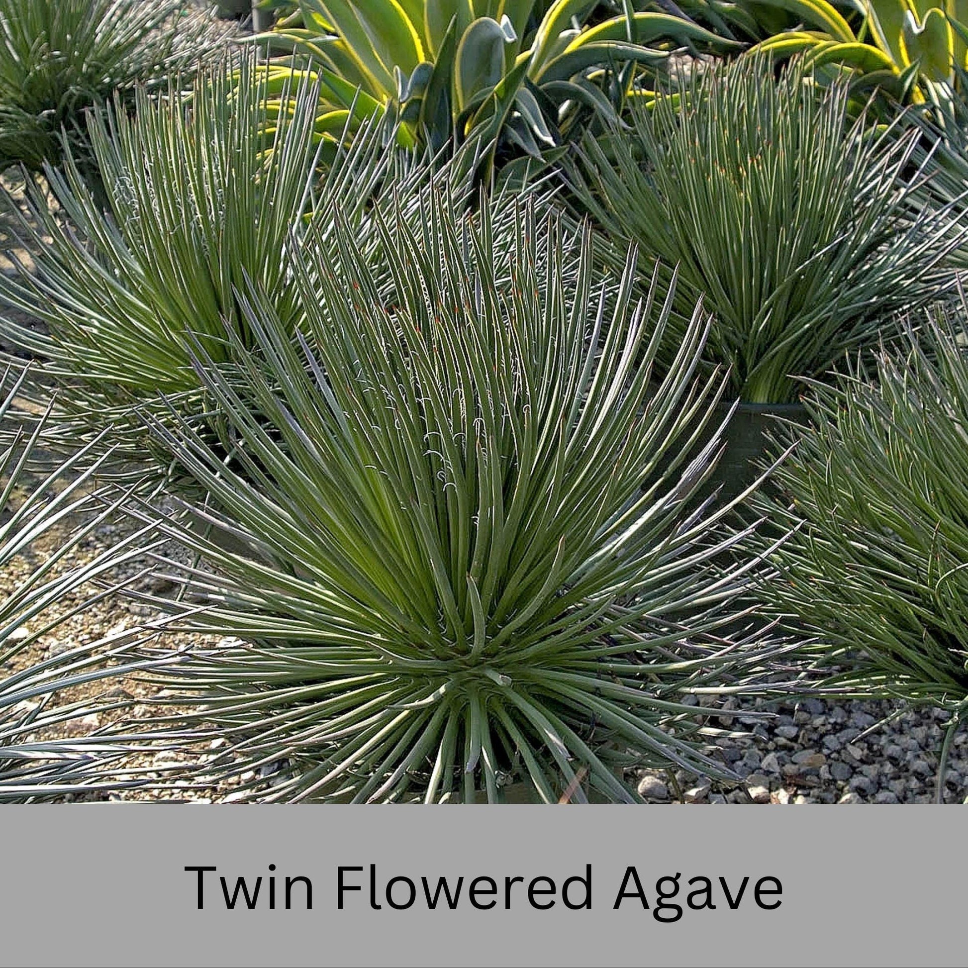 Twin Flowered Agave (Agave geminiflora) | 1 Quart Container | Drought-Tolerant, Low-Maintenance Succulent