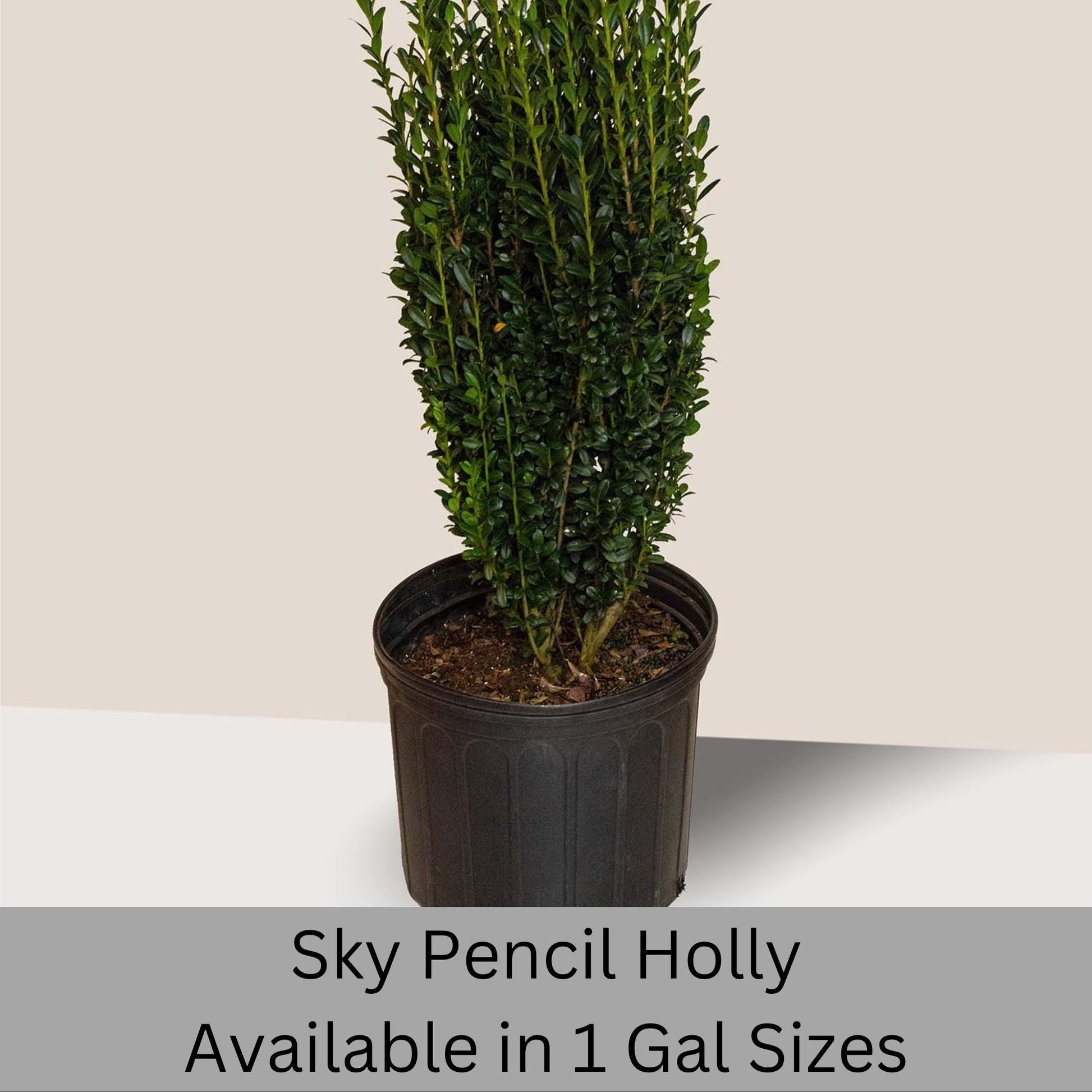 Sky Pencil Holly | Ilex crenata 'Sky Pencil' | Free Ground Shipping |Available in 3 Sizes