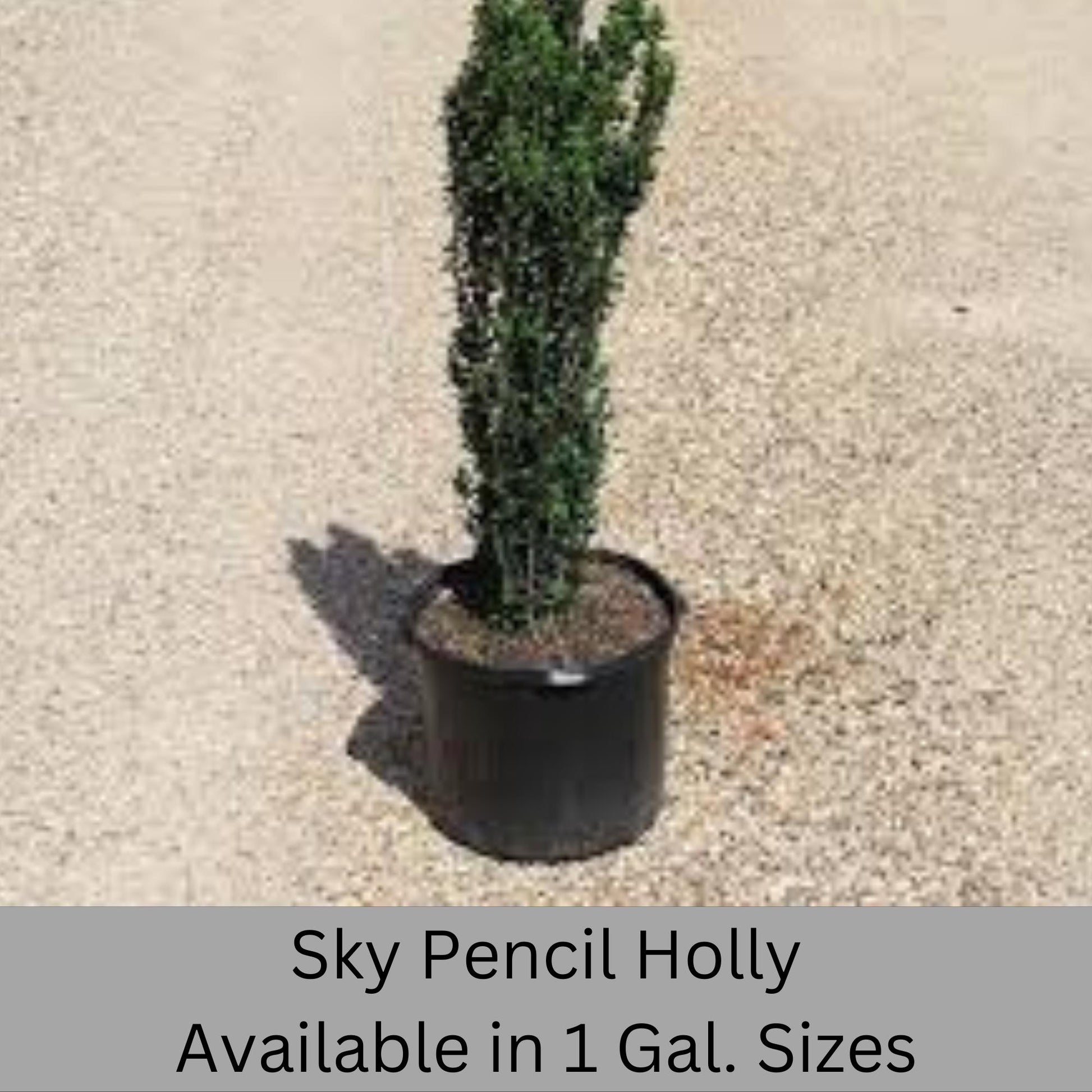 Sky Pencil Holly | Ilex crenata 'Sky Pencil' | Free Ground Shipping |Available in 3 Sizes