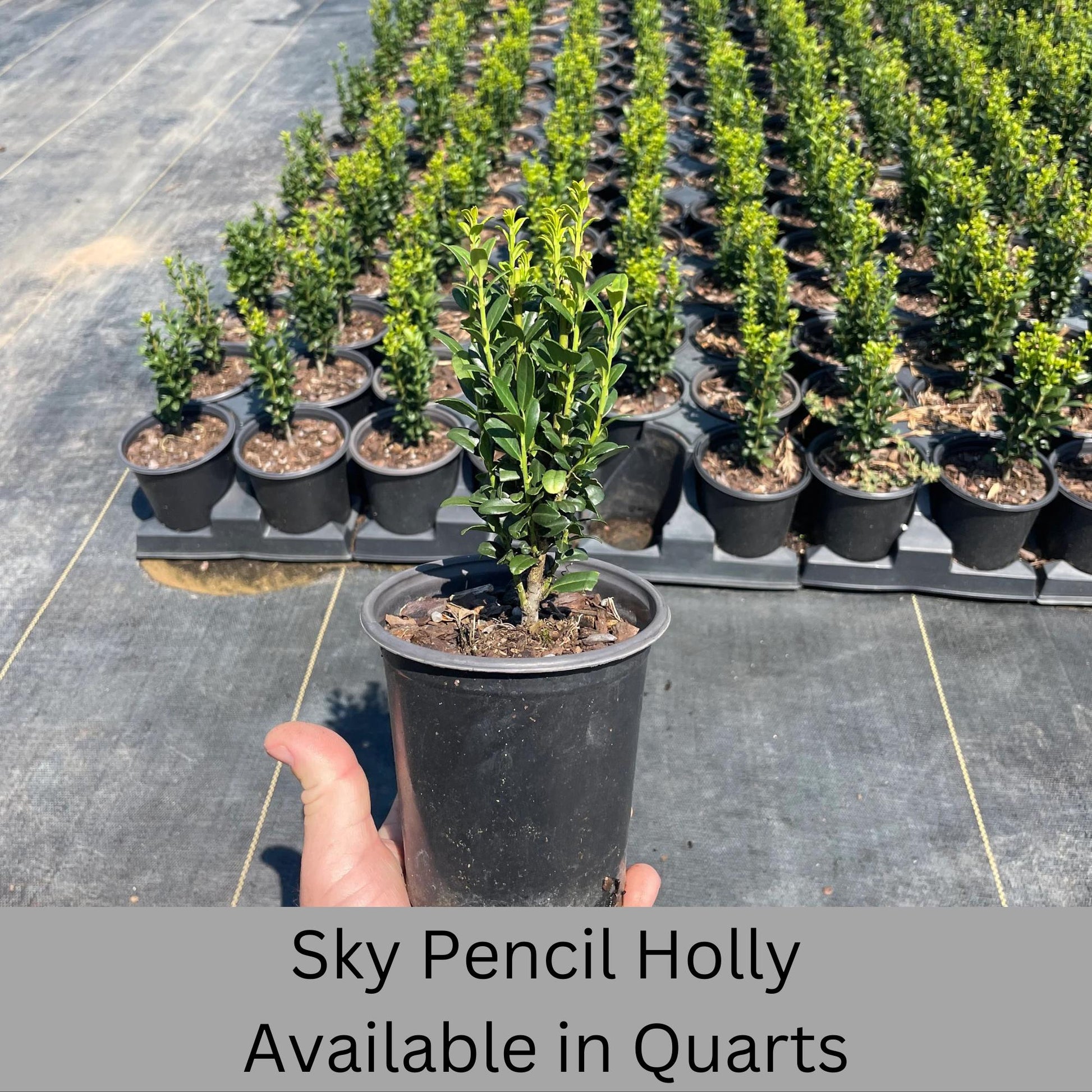 Sky Pencil Holly | Ilex crenata 'Sky Pencil' | Free Ground Shipping |Available in 3 Sizes