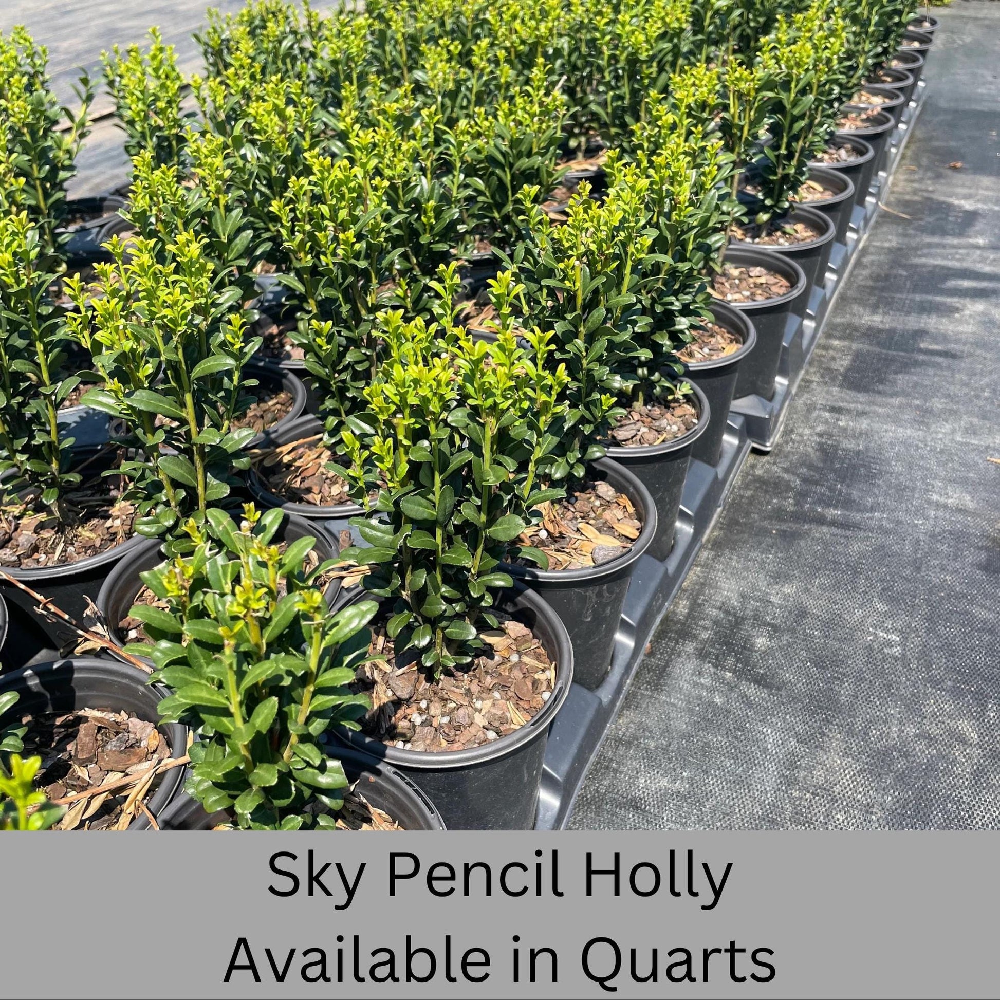 Sky Pencil Holly | Ilex crenata 'Sky Pencil' | Free Ground Shipping |Available in 3 Sizes