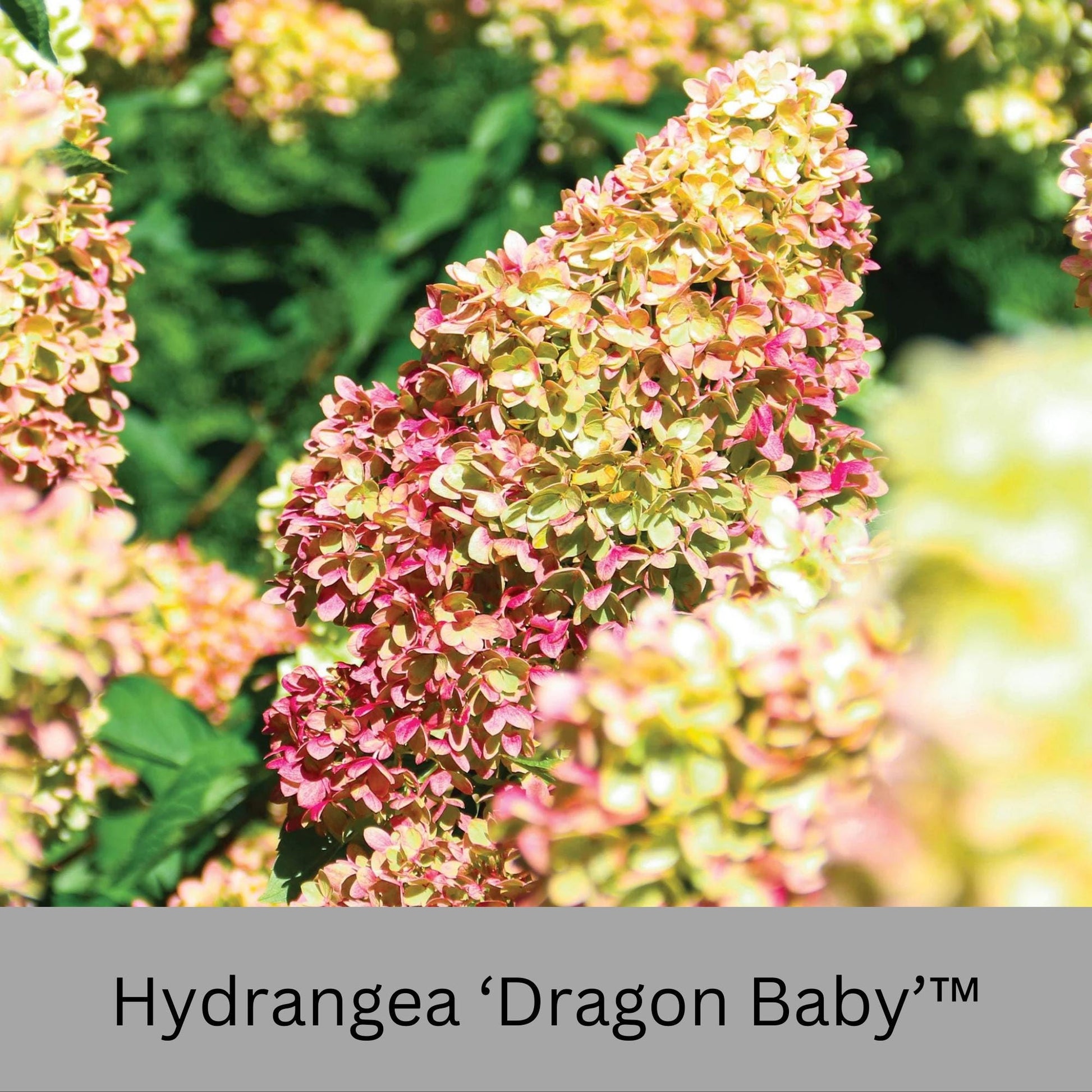Dragon Baby Hydrangea – Compact, Vibrant Pink Blooms – Hardy & Easy to Grow!