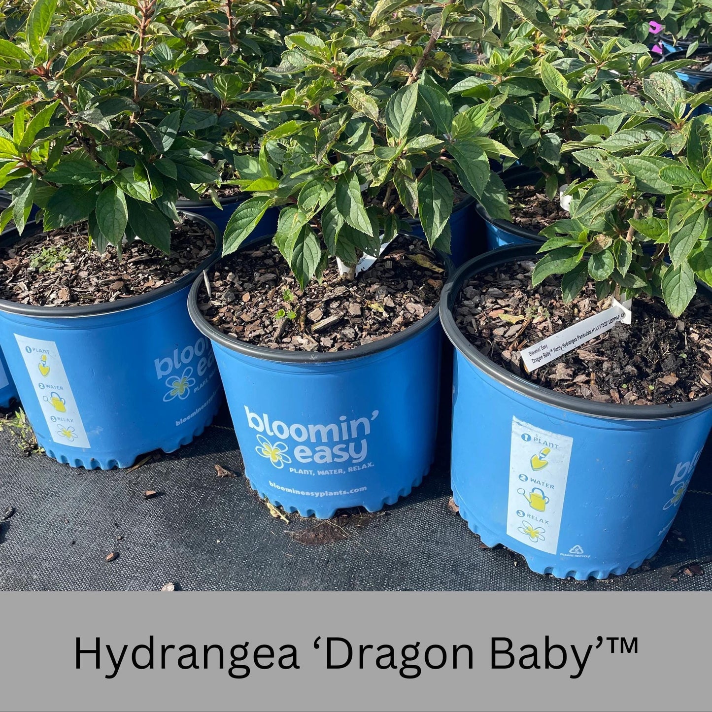 Dragon Baby Hydrangea – Compact, Vibrant Pink Blooms – Hardy & Easy to Grow!