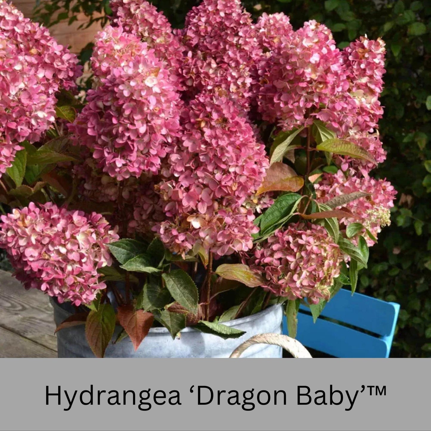 Dragon Baby Hydrangea – Compact, Vibrant Pink Blooms – Hardy & Easy to Grow!