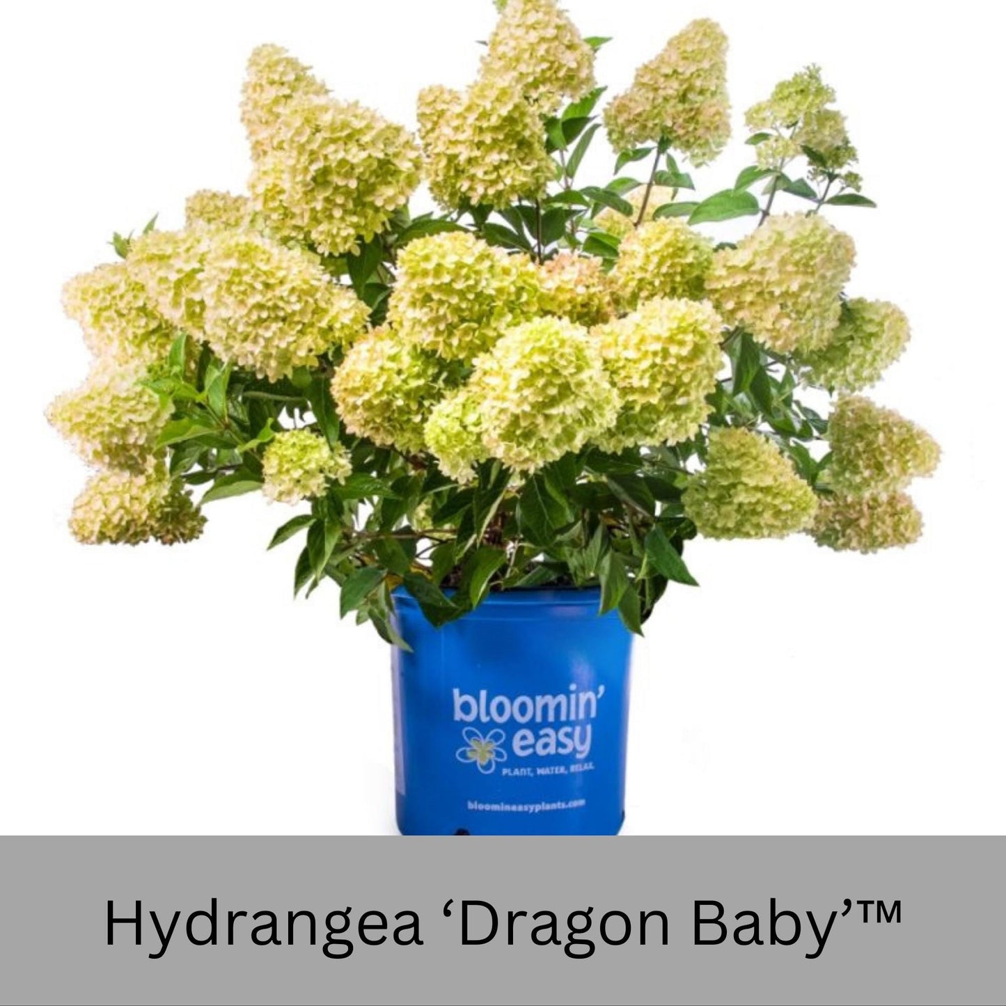 Dragon Baby Hydrangea – Compact, Vibrant Pink Blooms – Hardy & Easy to Grow!