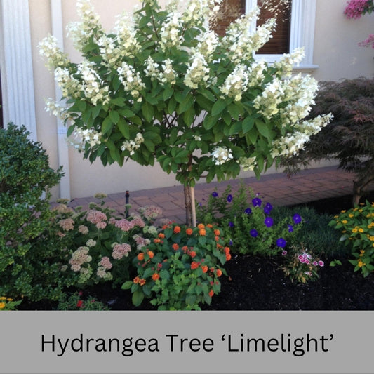 Limelight Hydrangea Tree | Stunning Hardy Flowering Shrub, Large White Blooms, Live Plant for Garden and Landscape | 3 to 4 Feet Tall